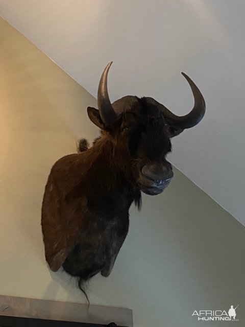 Black Wildebeest Shoulder Mount Taxidermy