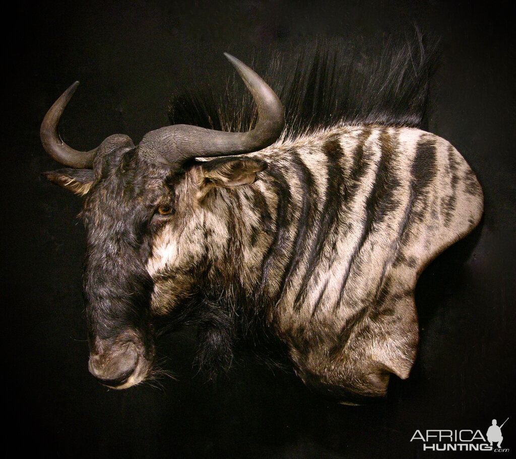 Black Wildebeest Shoulder Mount Taxidermy