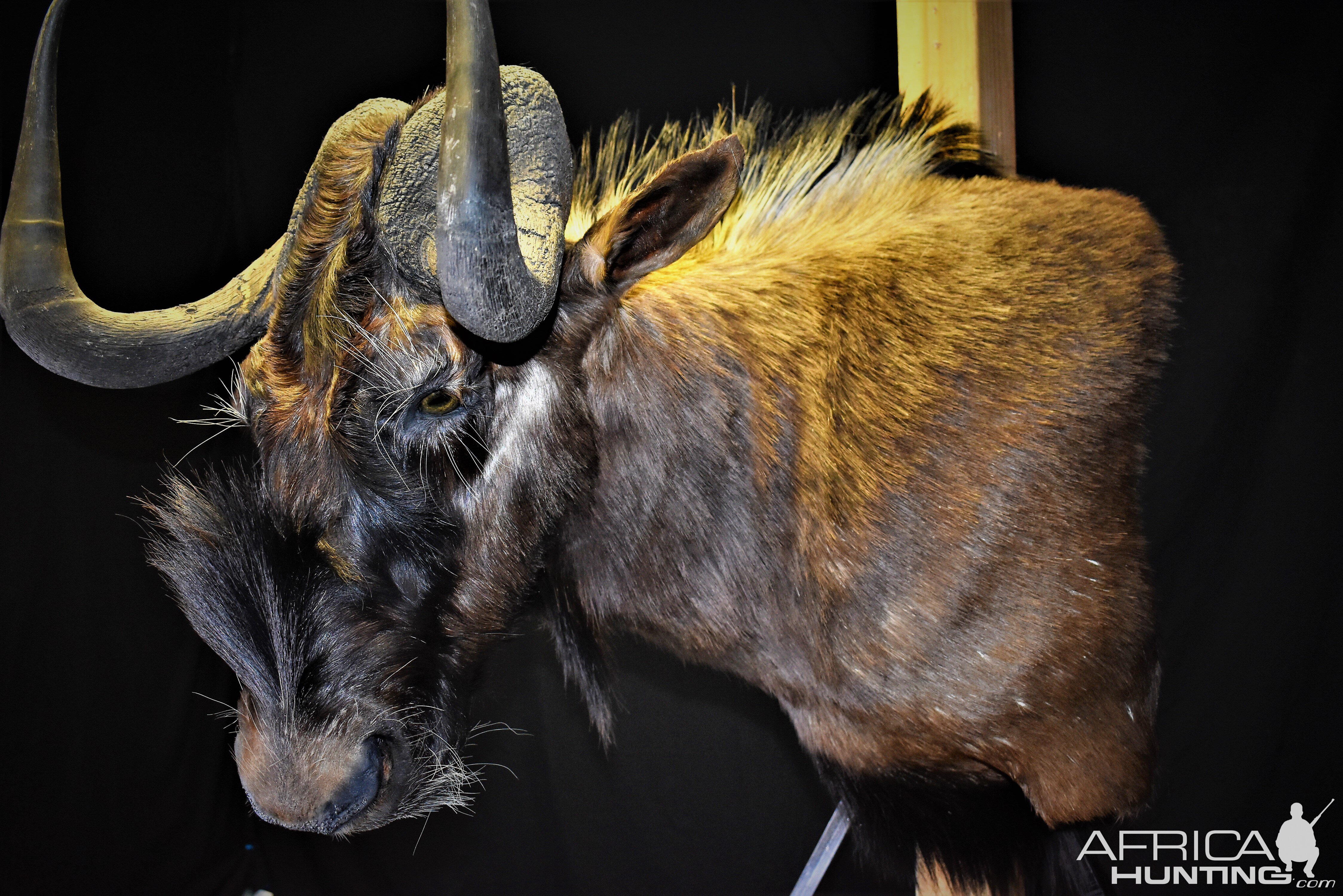 Black Wildebeest Shoulder Mount Taxidermy