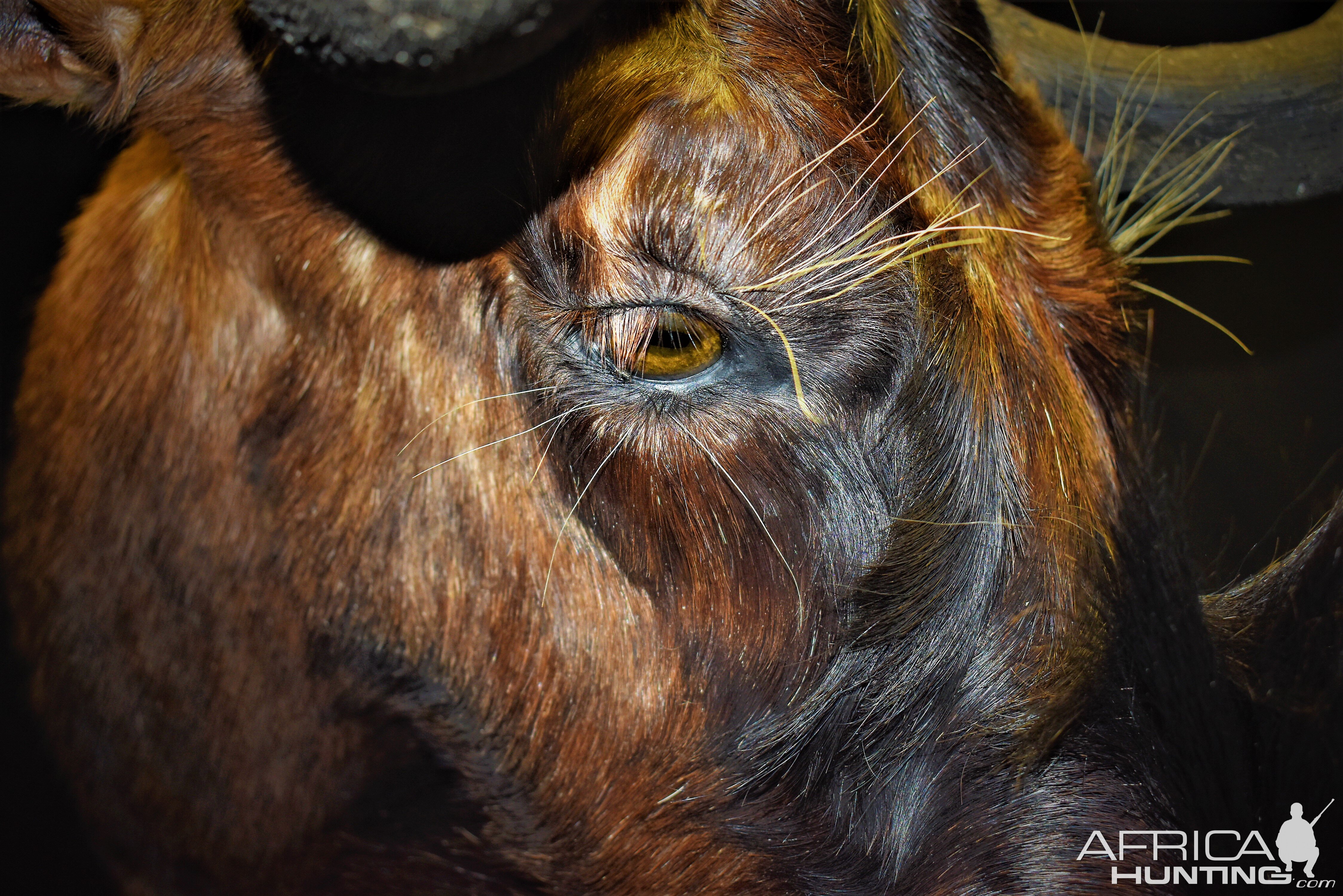 Black Wildebeest Shoulder Mount Taxidermy