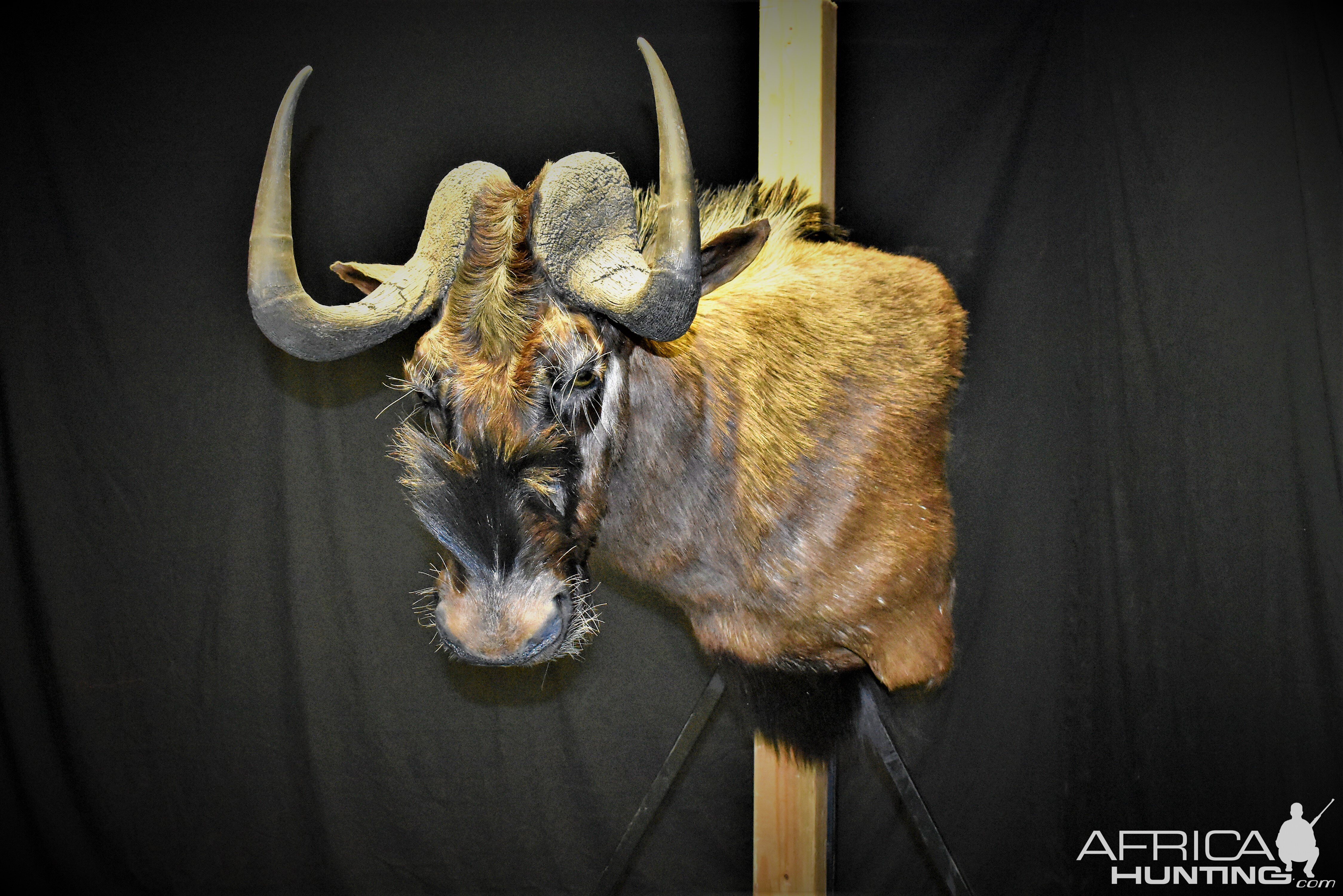 Black Wildebeest Shoulder Mount Taxidermy