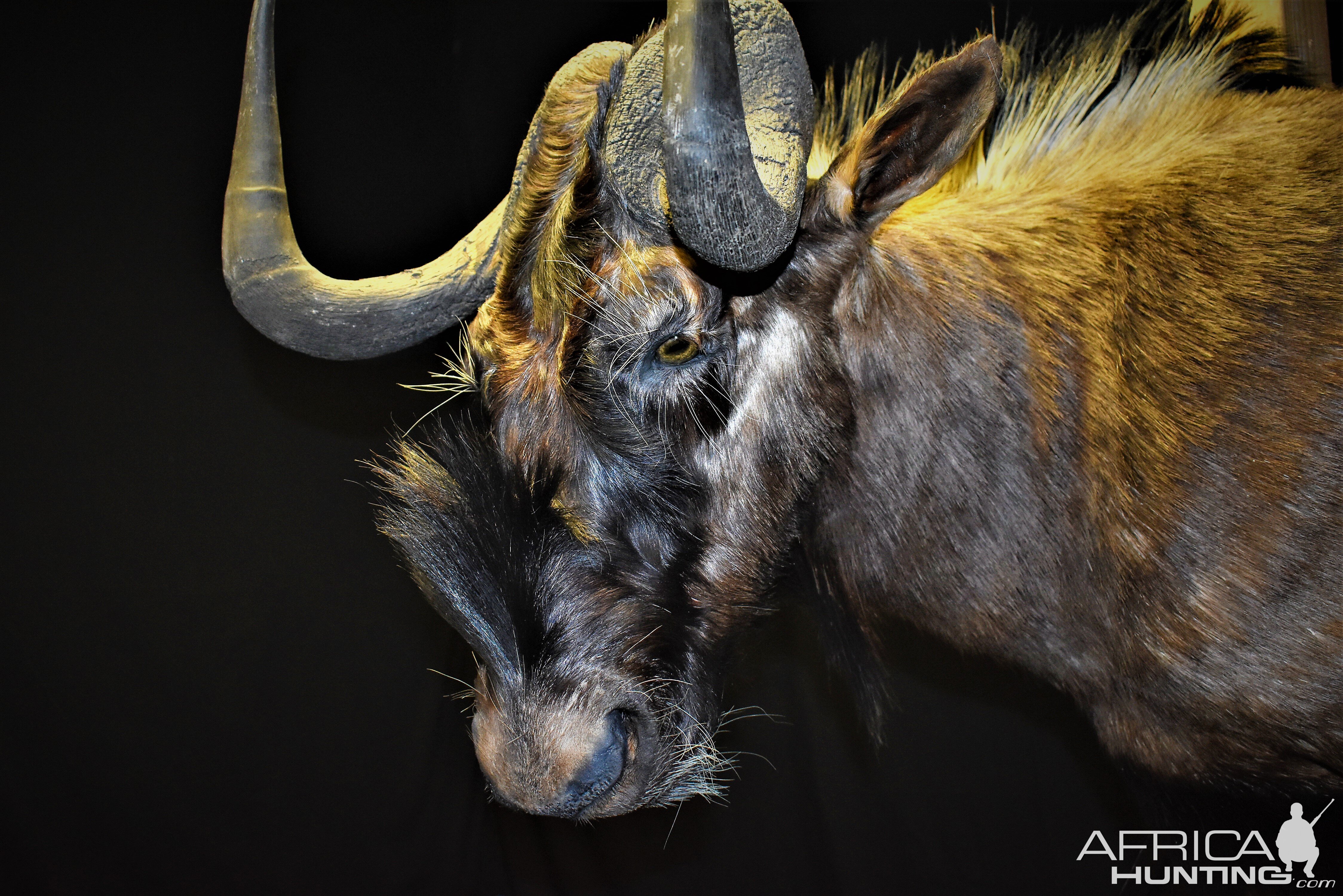 Black Wildebeest Shoulder Mount Taxidermy