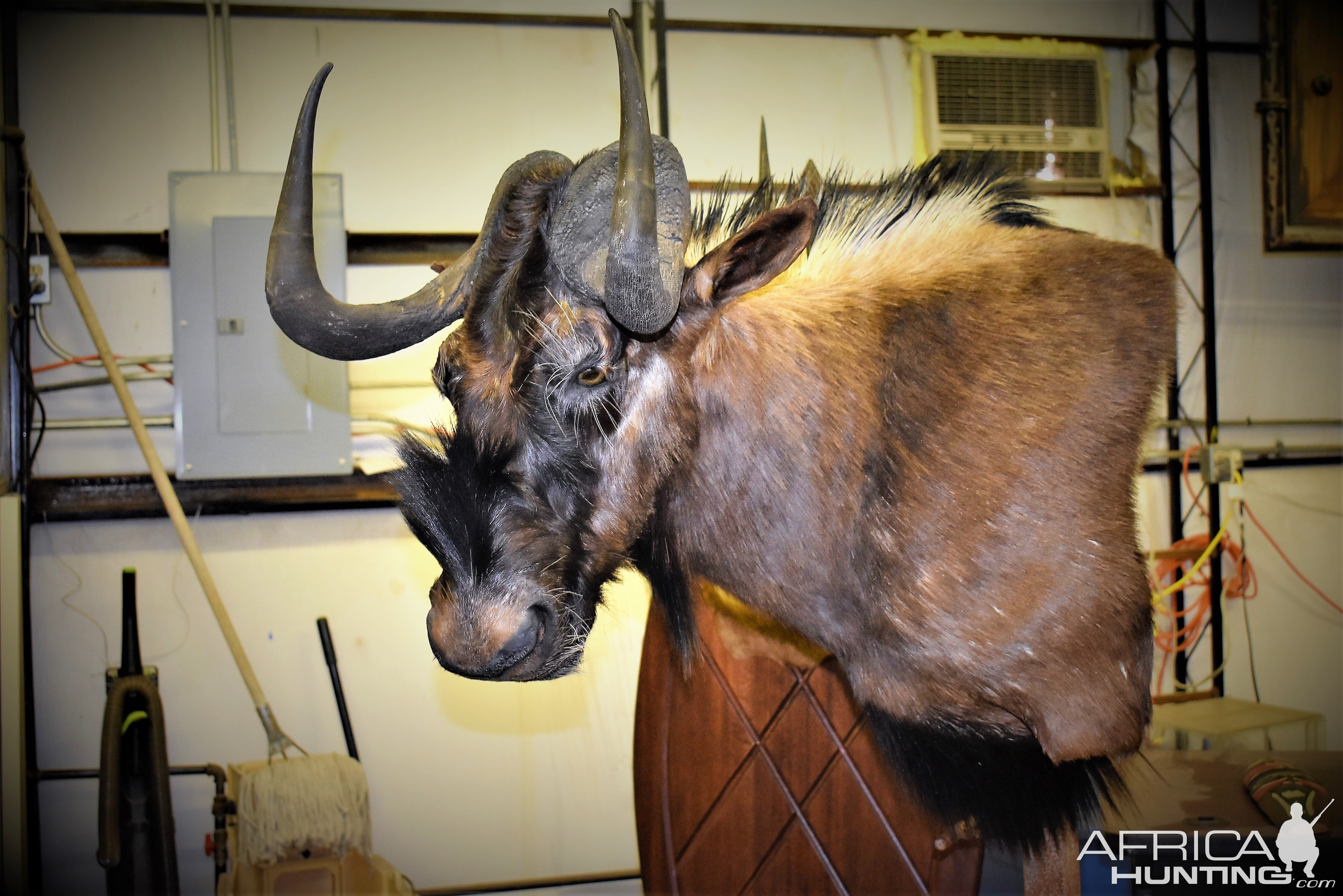 Black Wildebeest Shoulder Mount Taxidermy