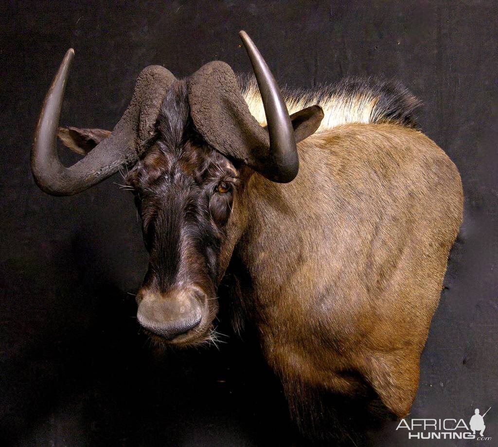 Black Wildebeest Shoulder Mount Taxidermy