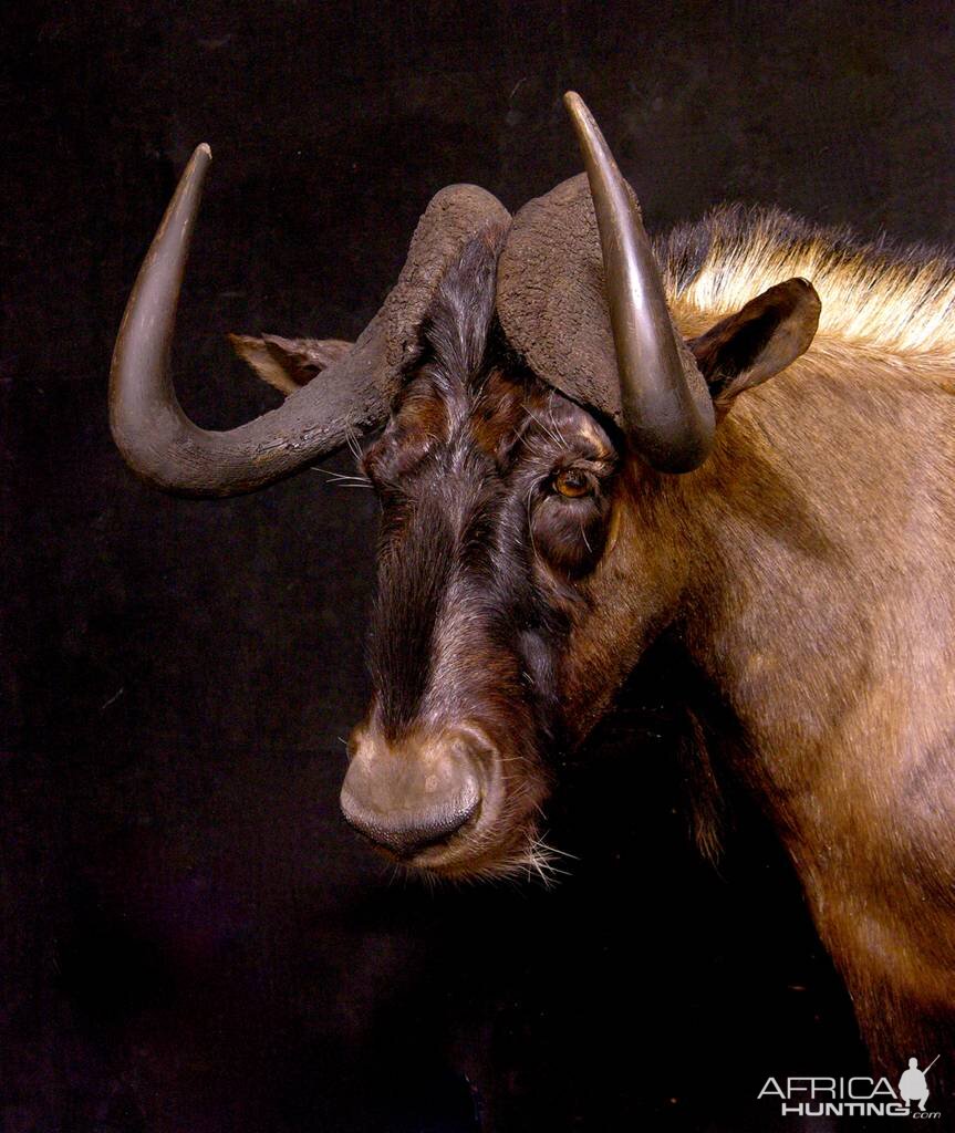 Black Wildebeest Shoulder Mount Taxidermy