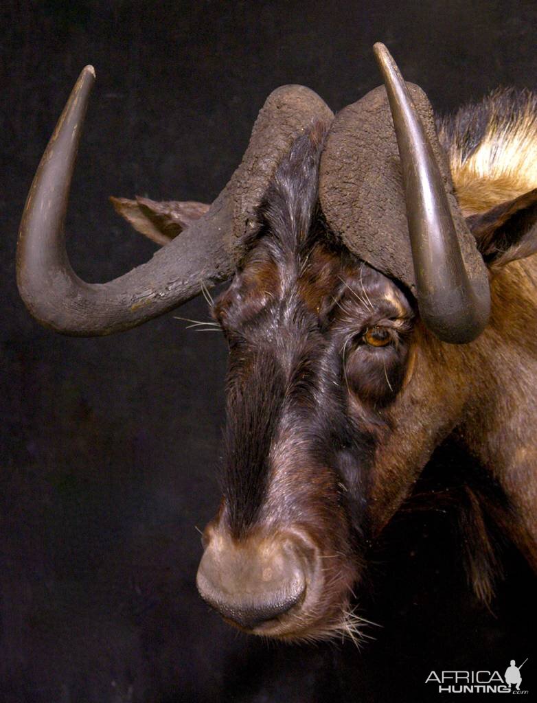 Black Wildebeest Shoulder Mount Taxidermy