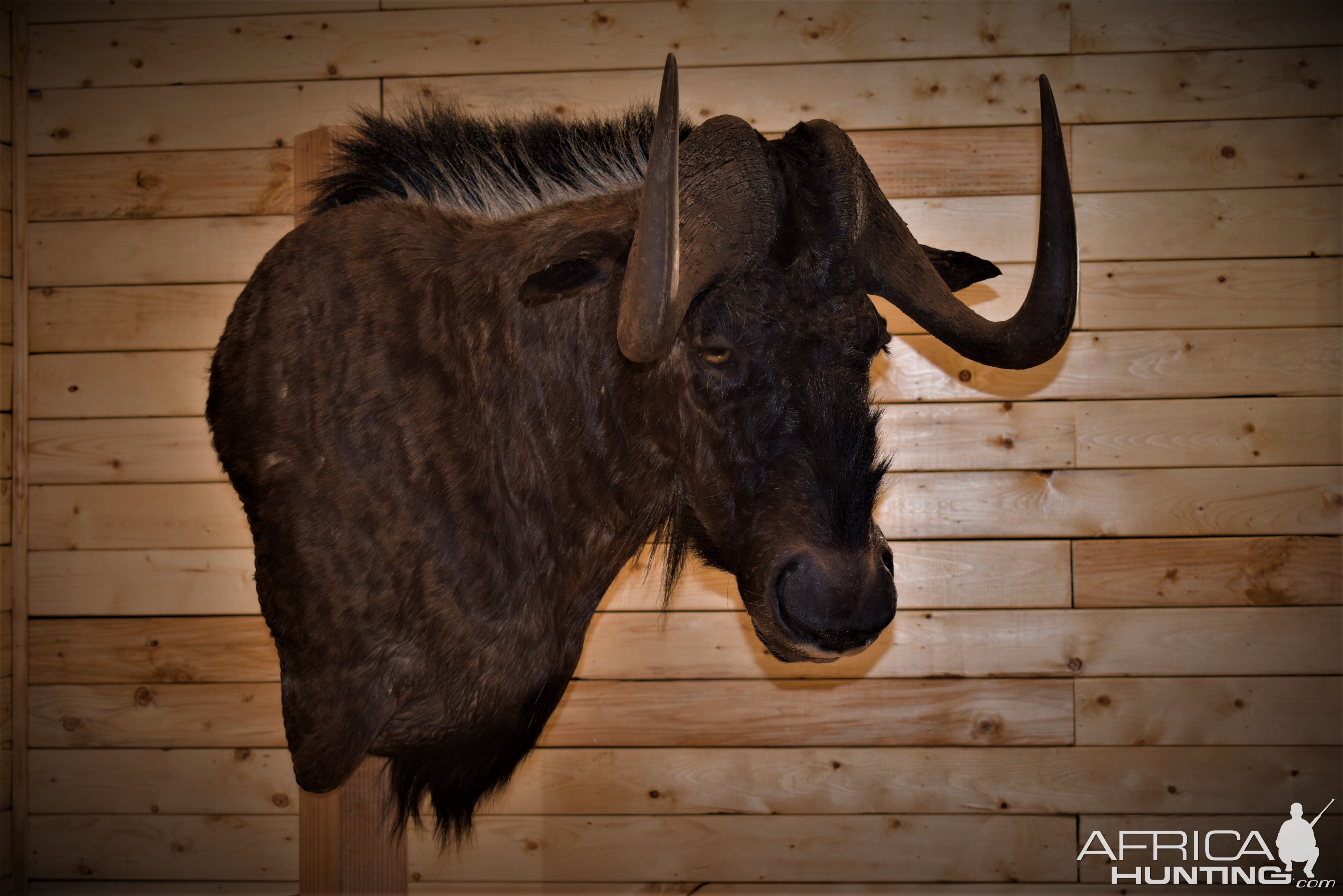 Black Wildebeest Shoulder Mount Taxidermy