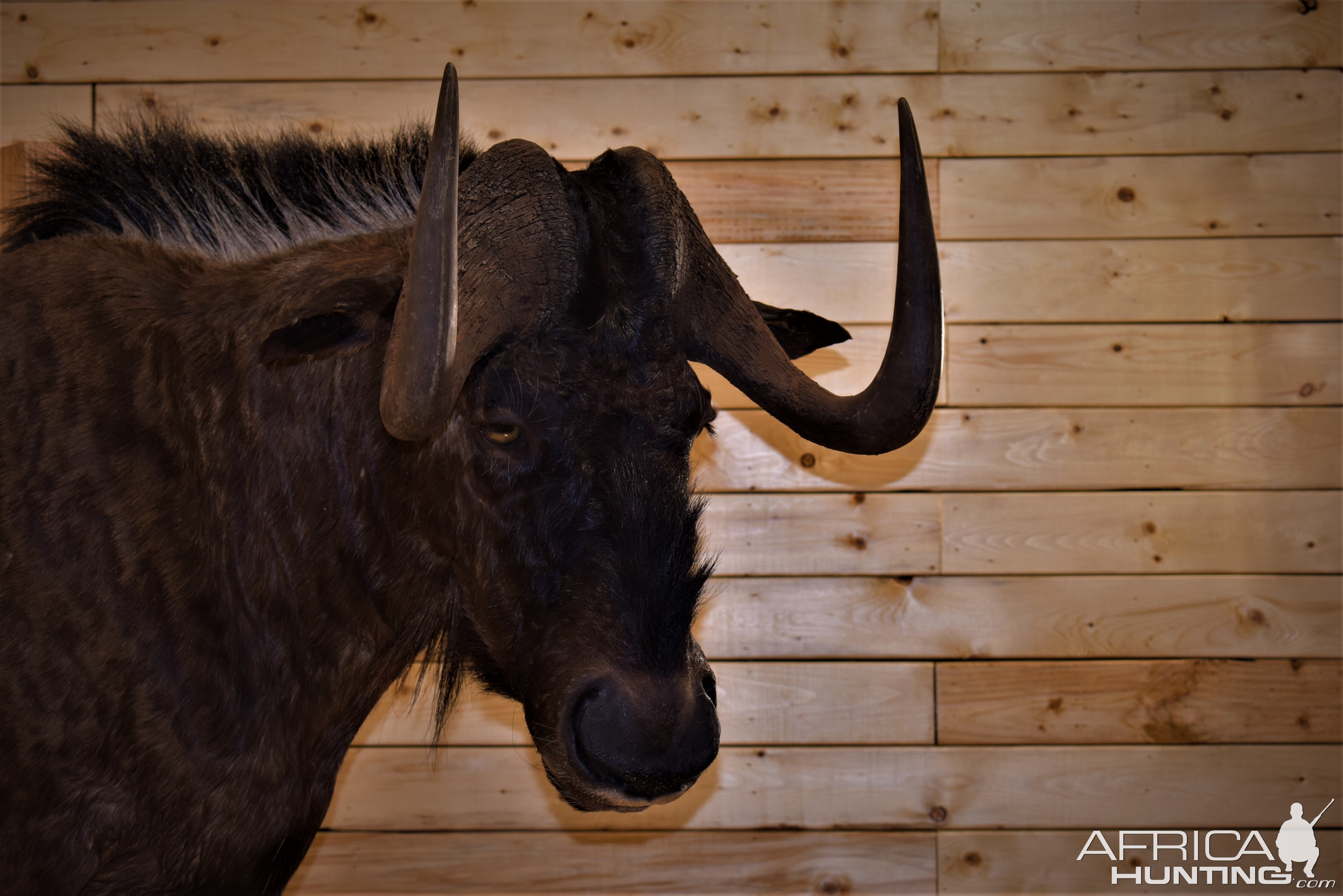 Black Wildebeest Shoulder Mount Taxidermy