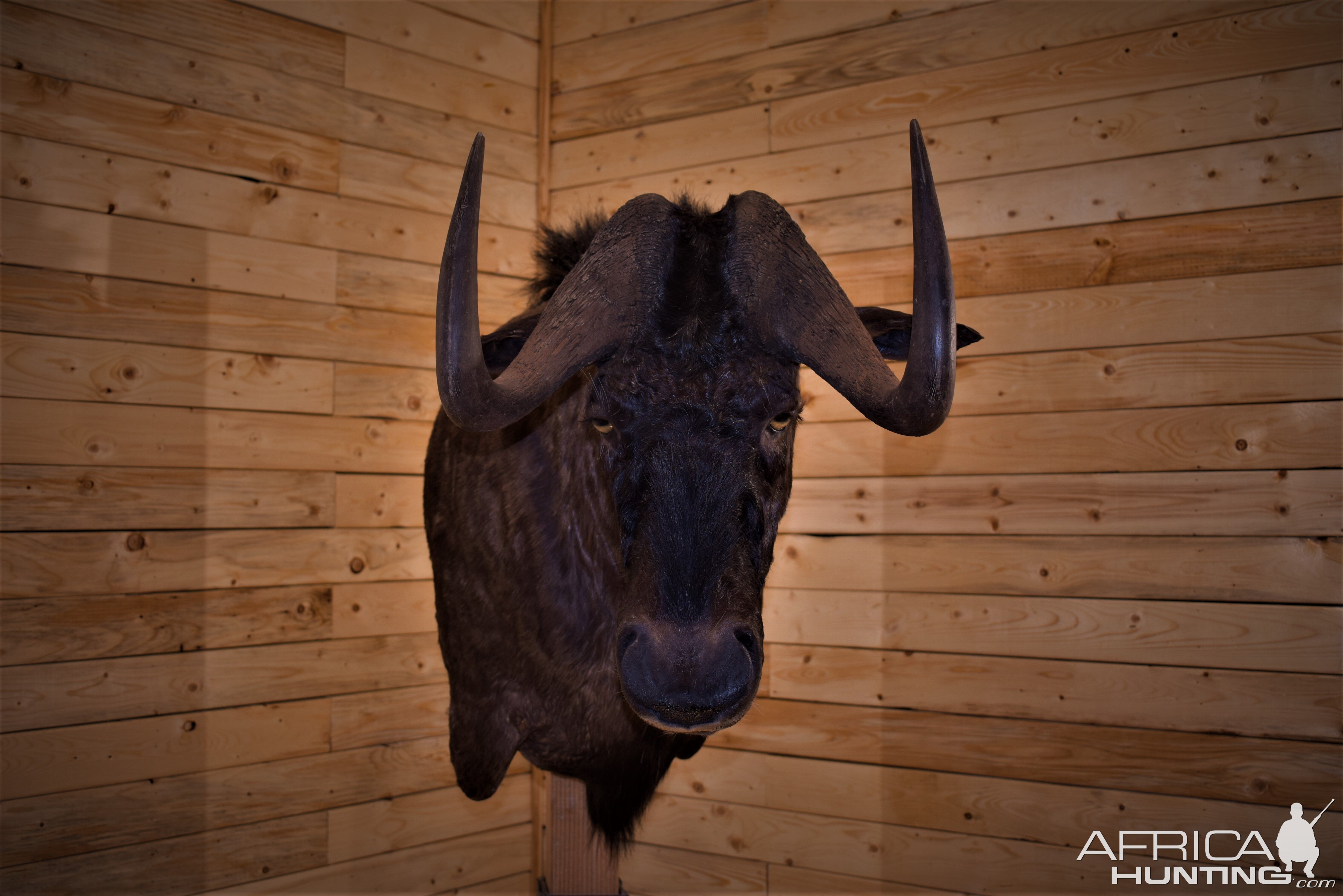 Black Wildebeest Shoulder Mount Taxidermy