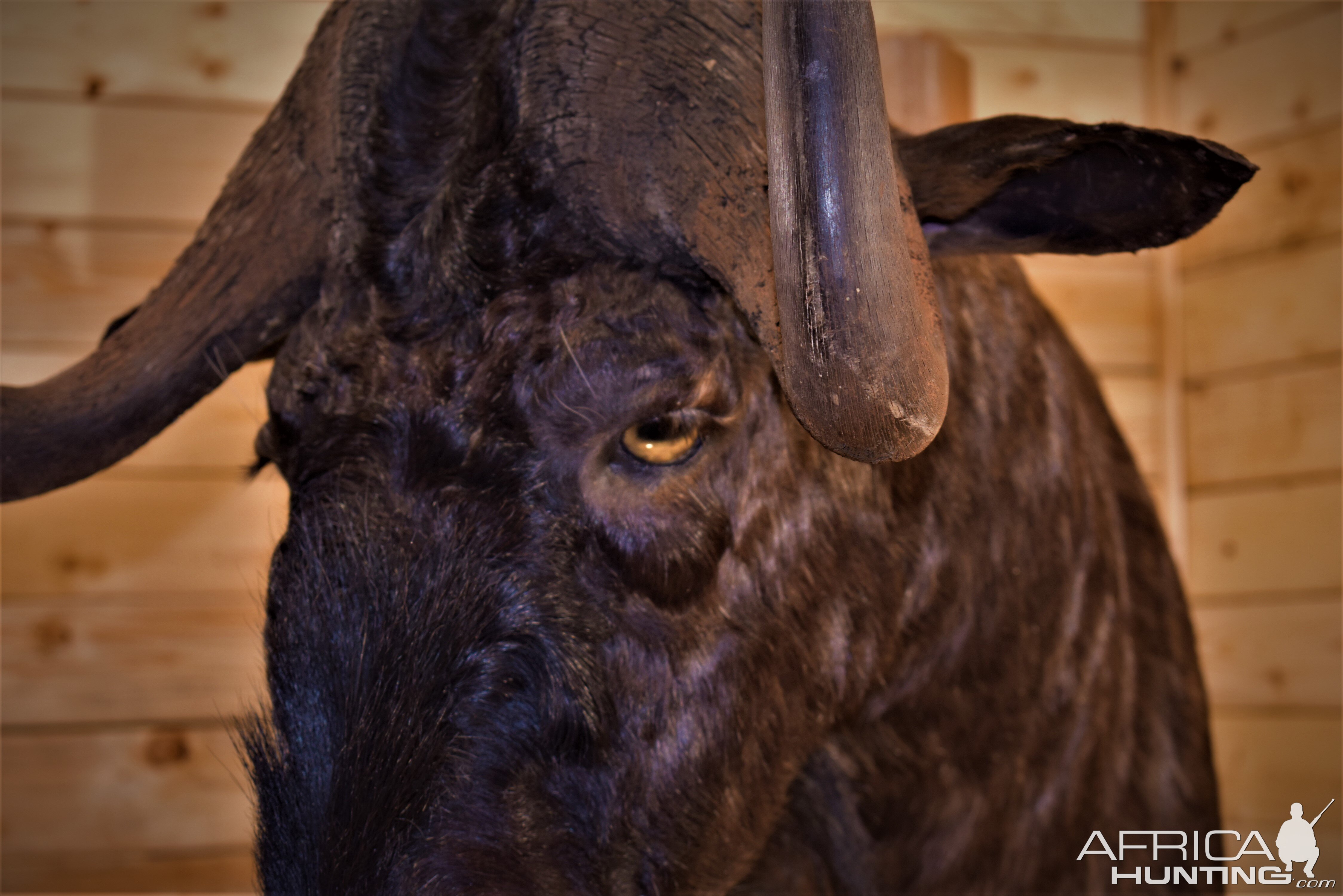 Black Wildebeest Shoulder Mount Taxidermy