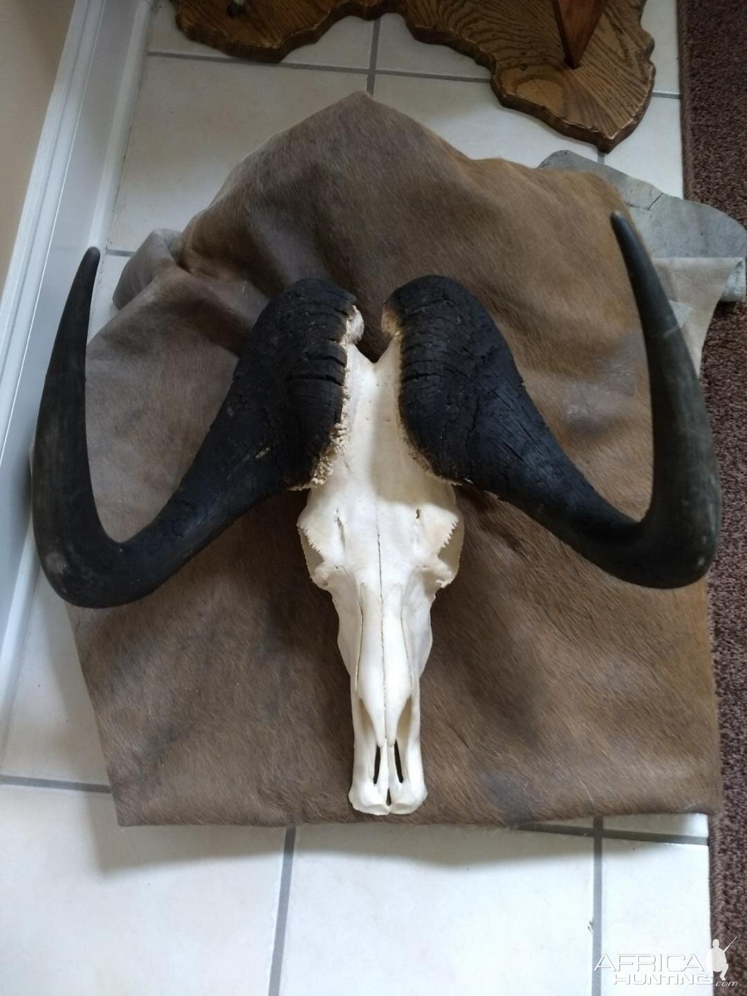 Black Wildebeest Skull Mount Taxidermy