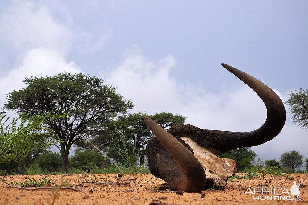 Black Wildebeest Skull South Africa