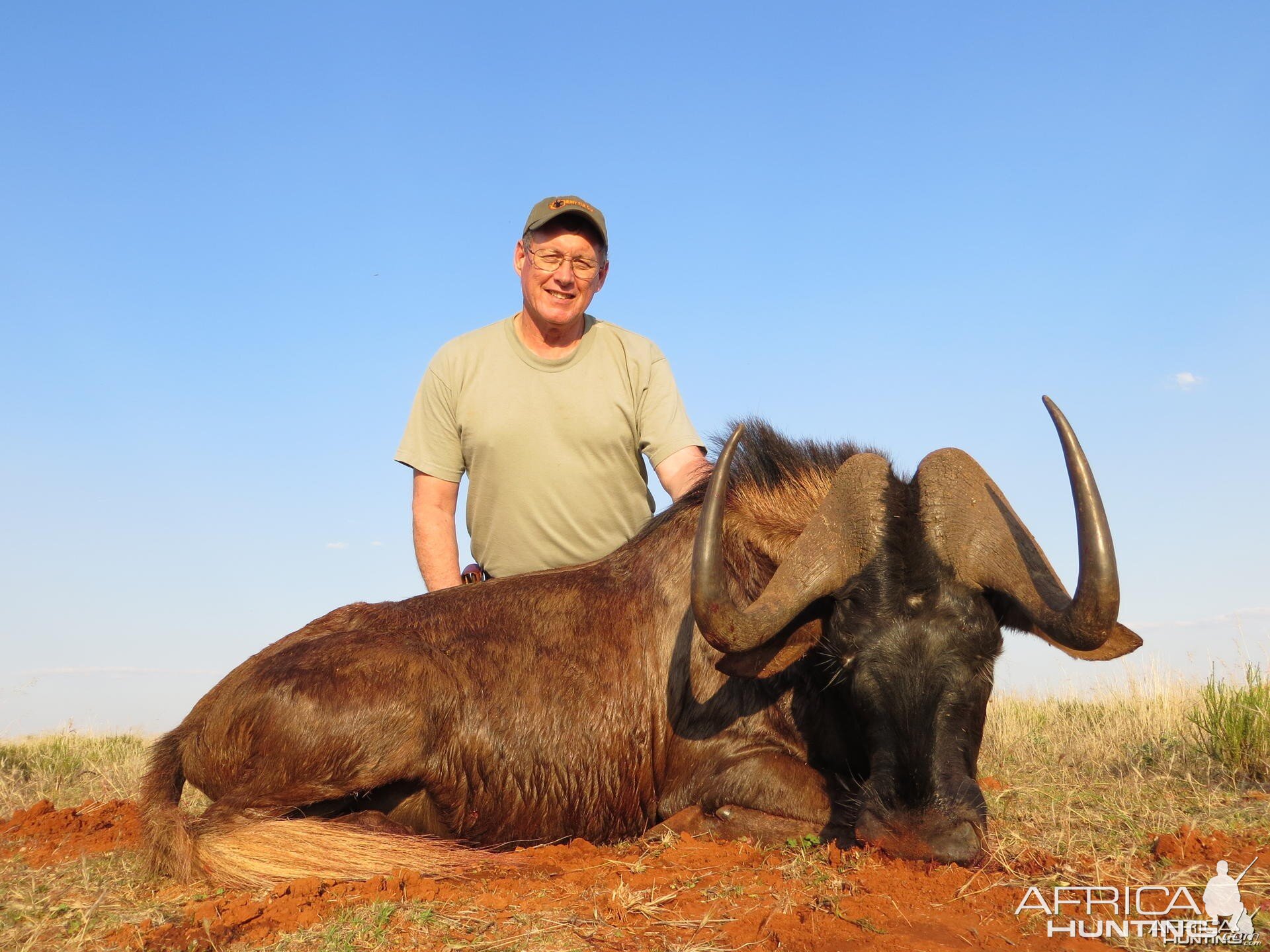 Black Wildebeest South Africa