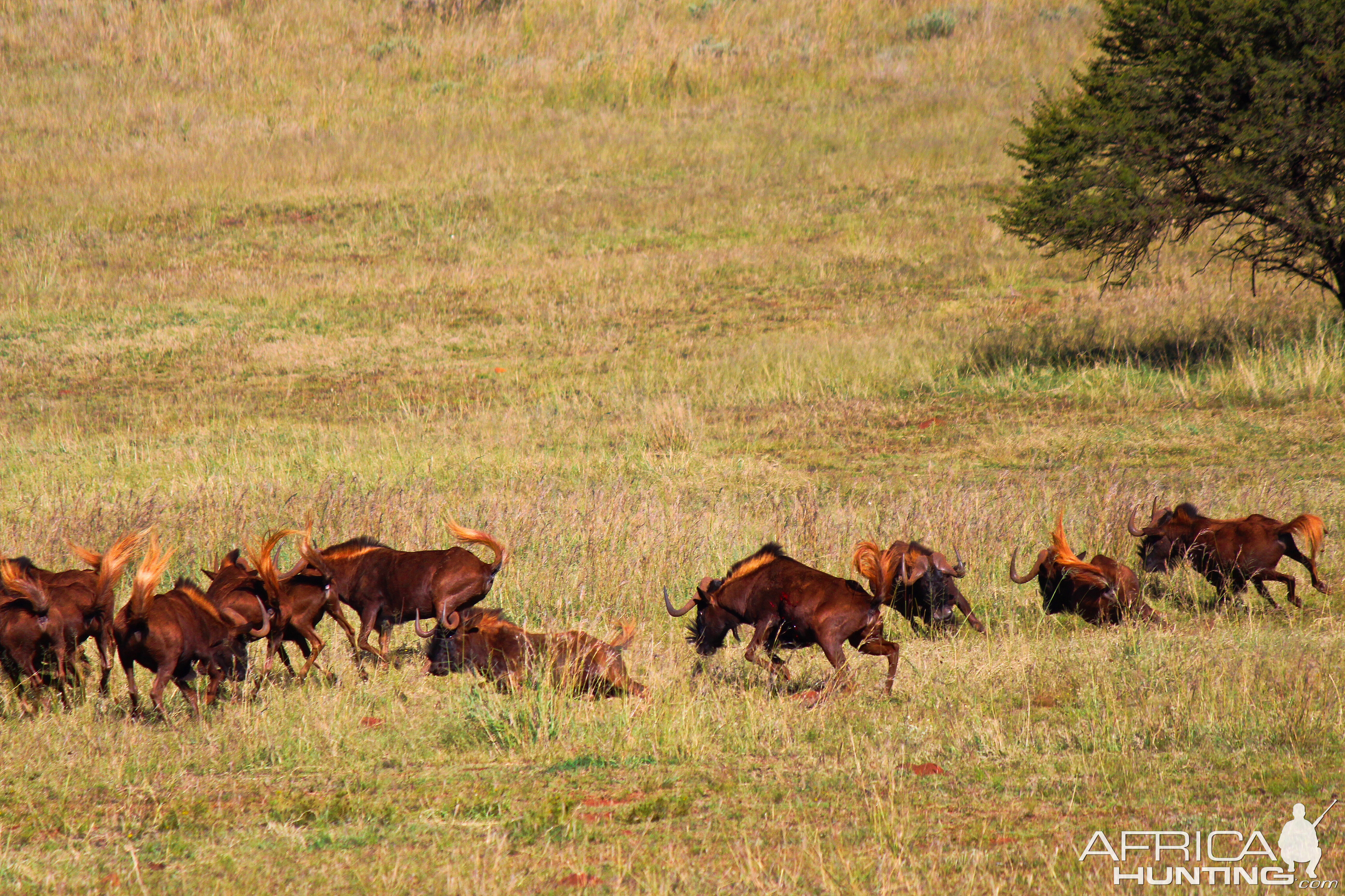 Black Wildebeest South Africa