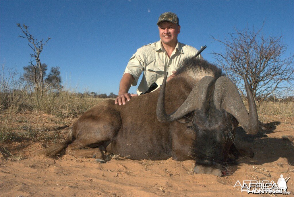 Black Wildebeest - Spiral Horn Safaris