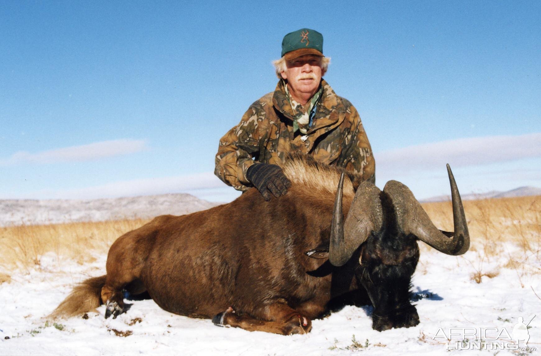 Black Wildebeest taken in the snow in July South Africa