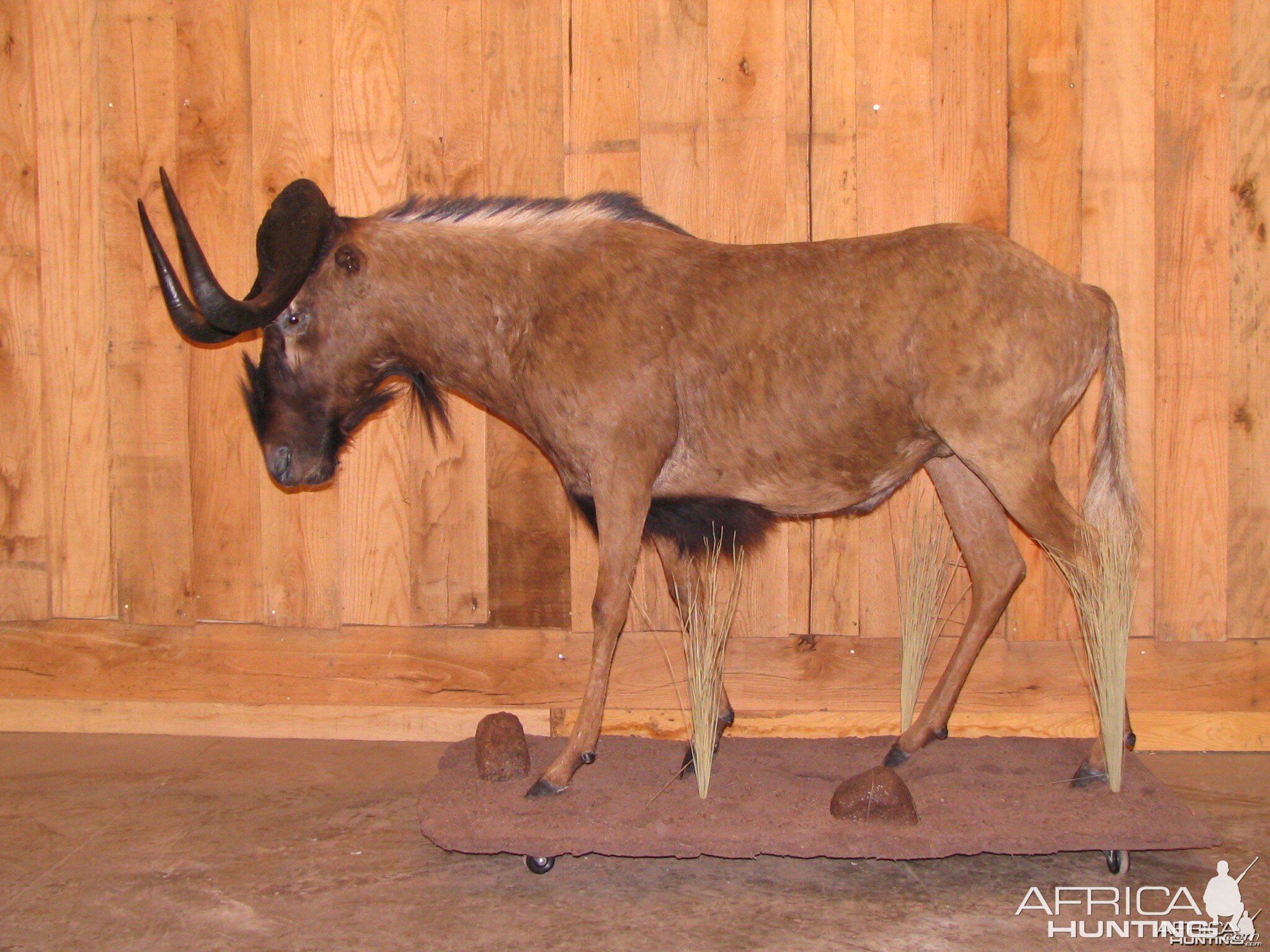 Black Wildebeest Taxidermy Mount