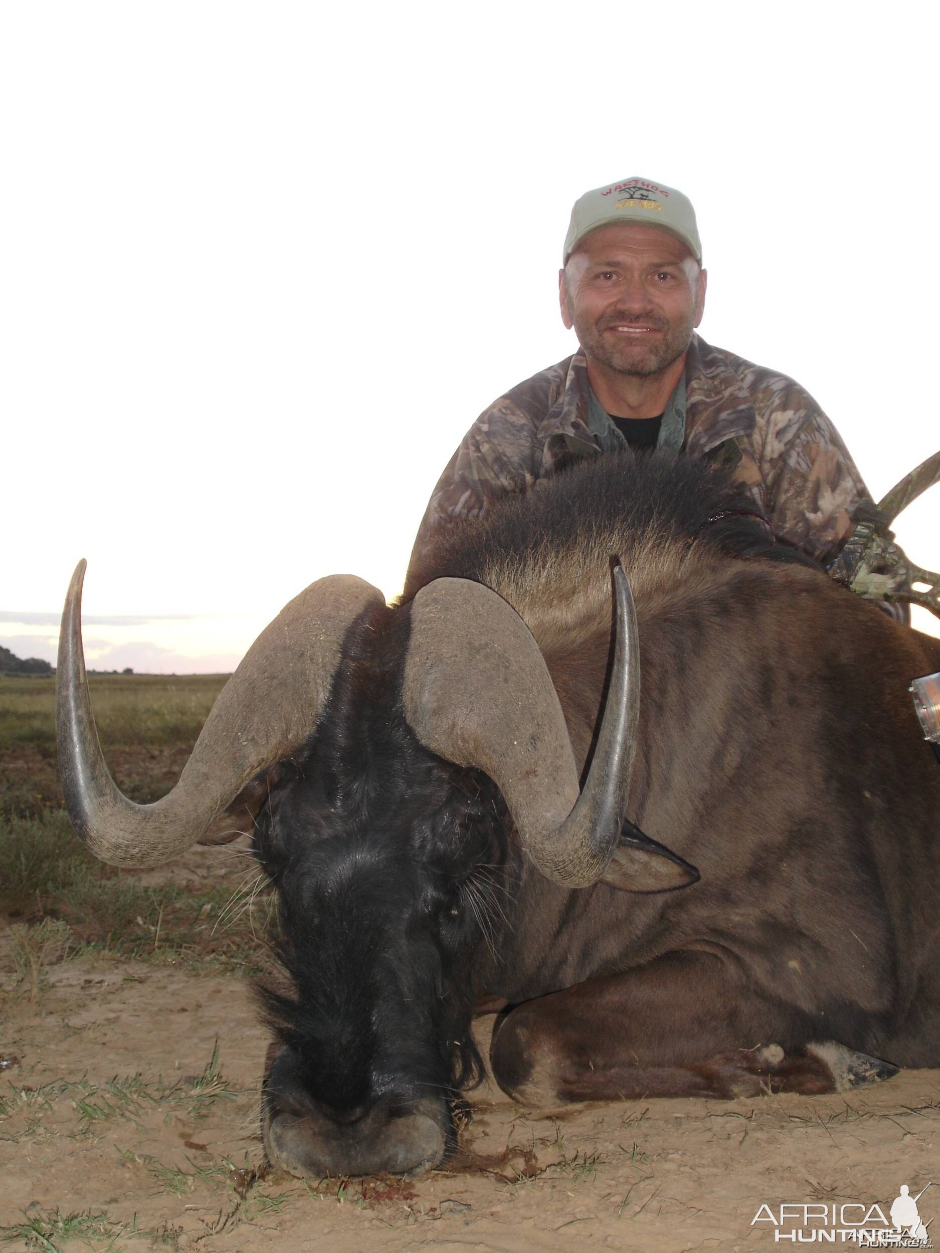 Black Wildebeest w/ bow , took with Warthog Safaris