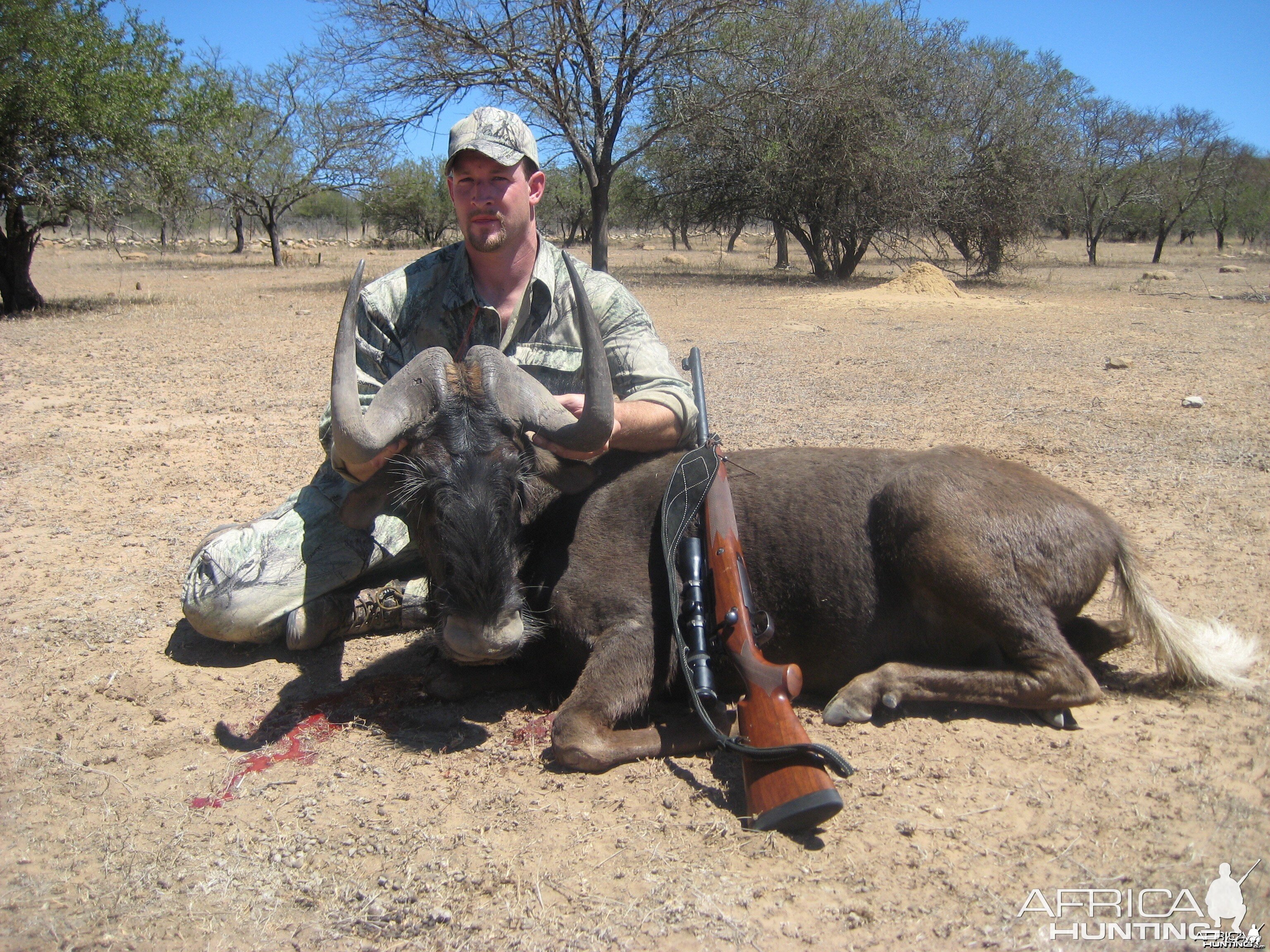 Black Wildebeest (White tailed Gnu)