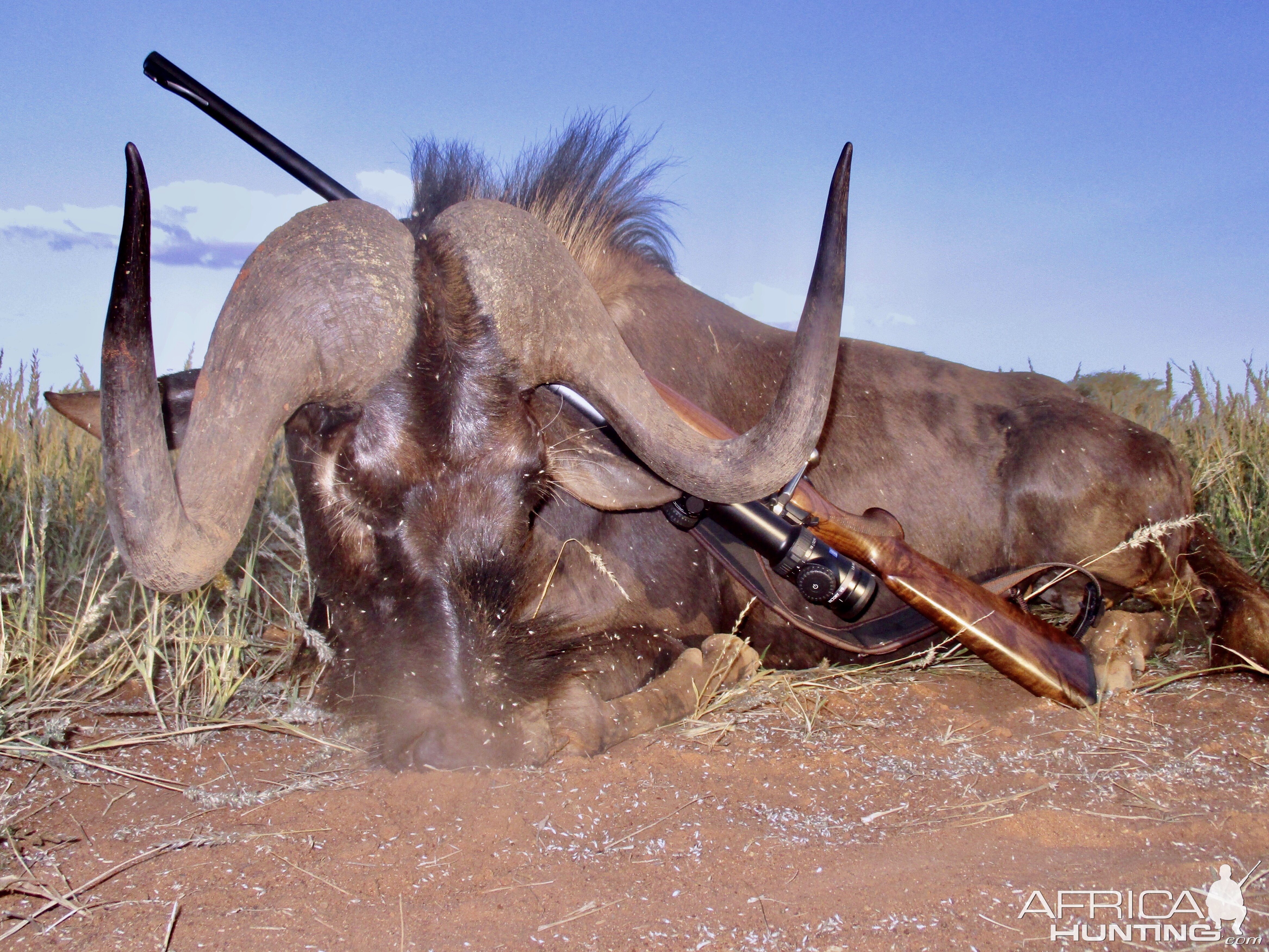 Black Wildebeest with a beautiful spread