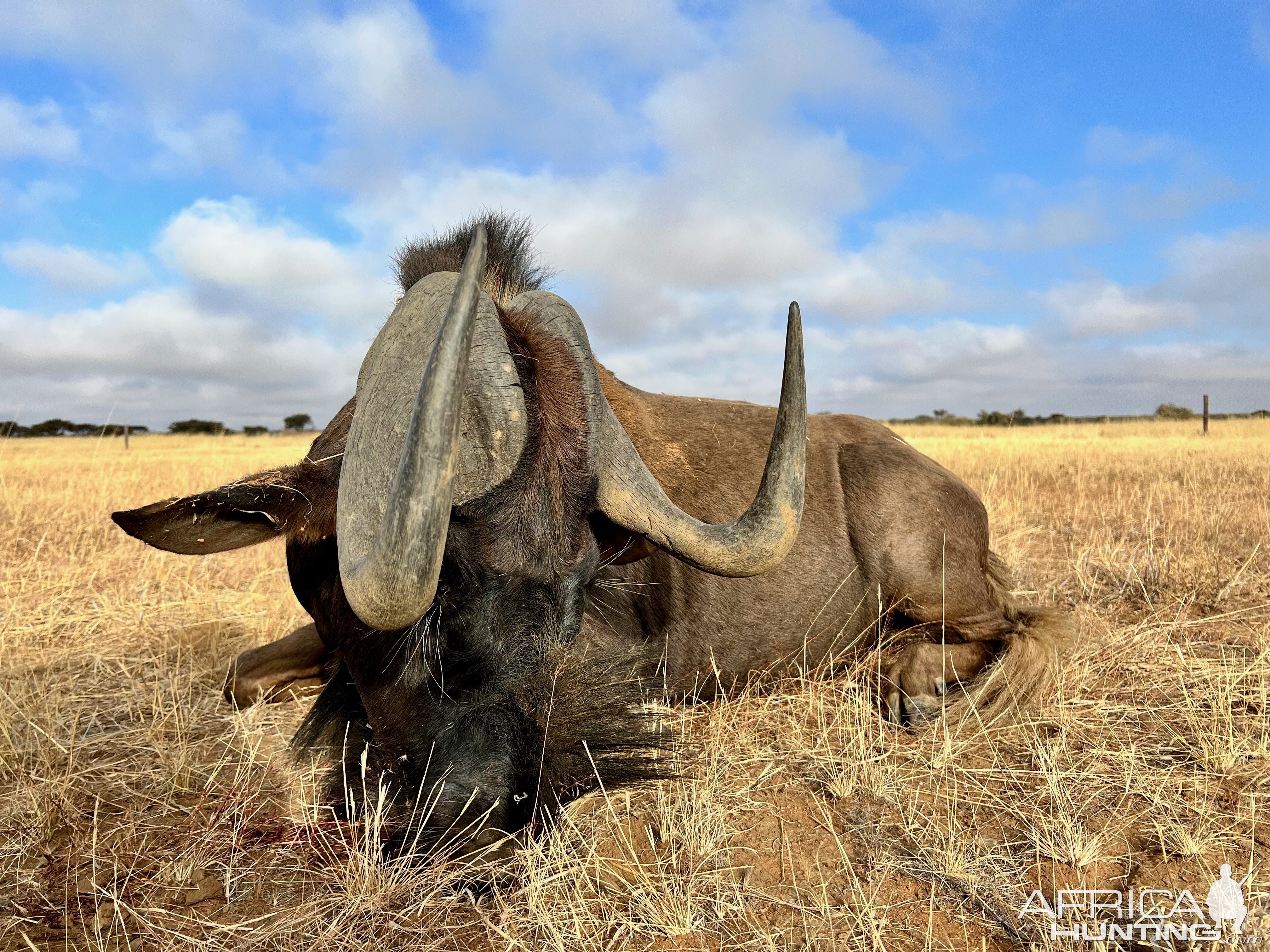 Black Wildebeest with Zana Botes Safari