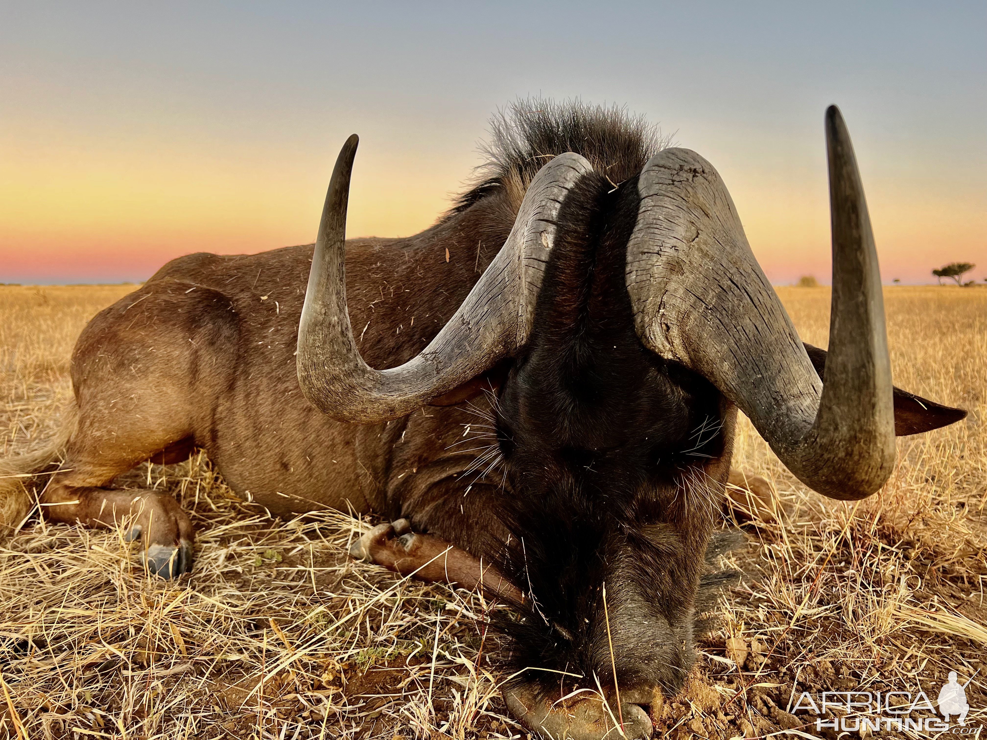 Black Wildebeest with Zana Botes Safari