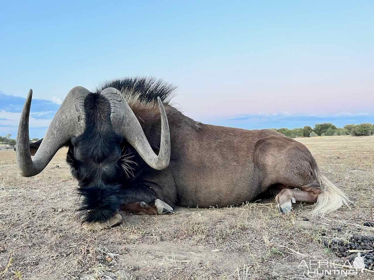 Black Wildebeest with Zana Botes Safari