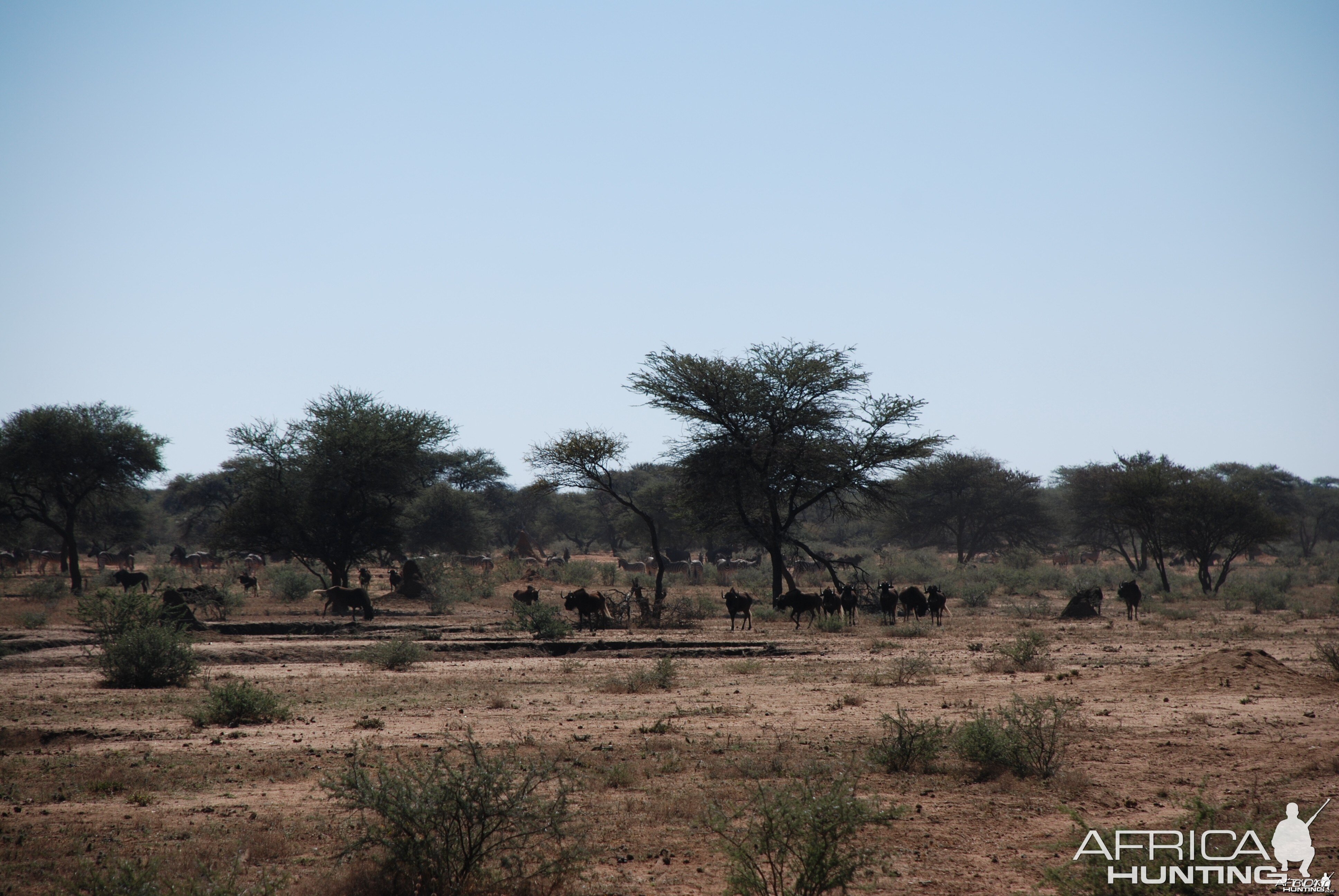 Black Wildebeest, Zebra and Gemsbok