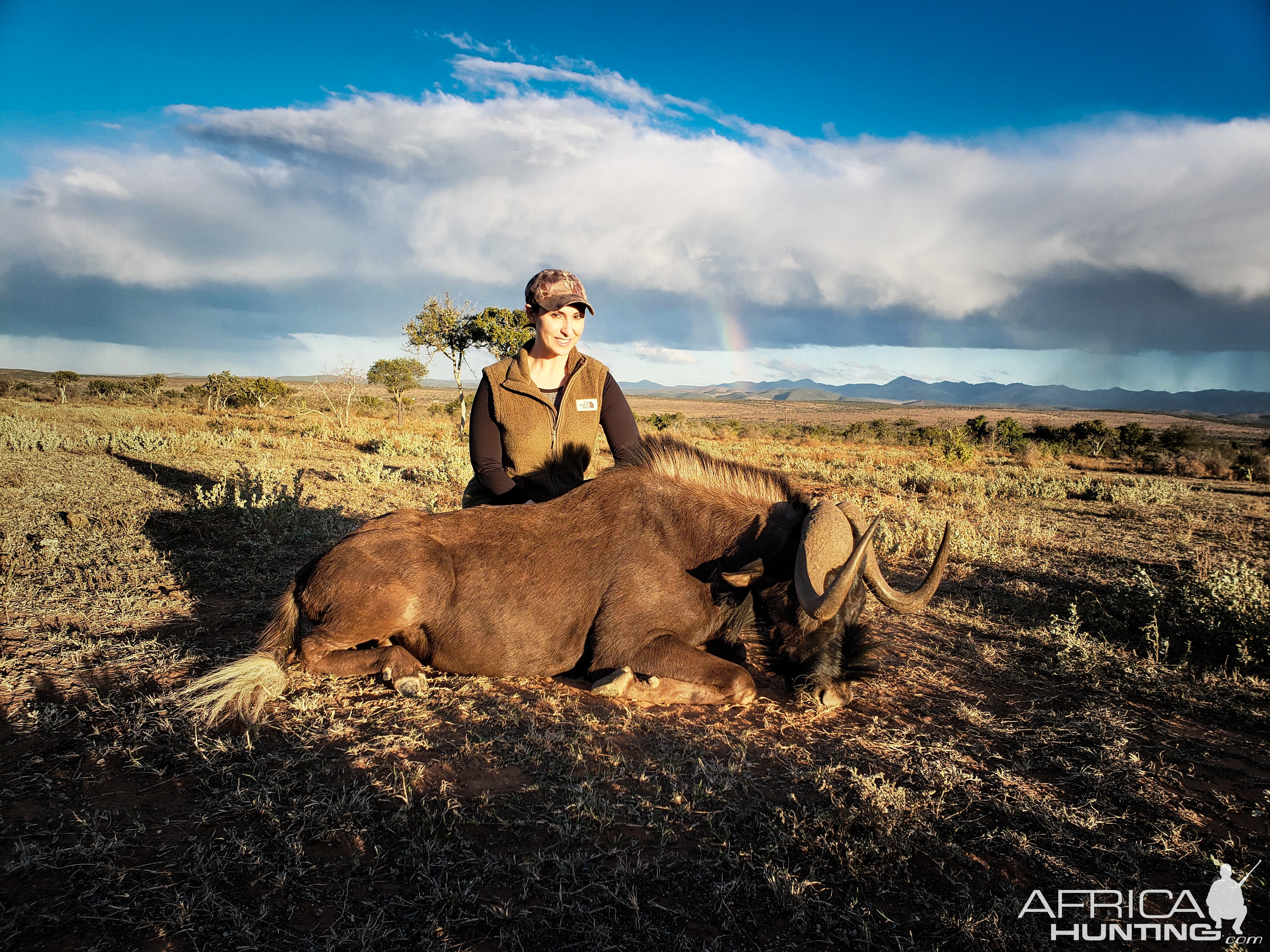 Black Wildebeest