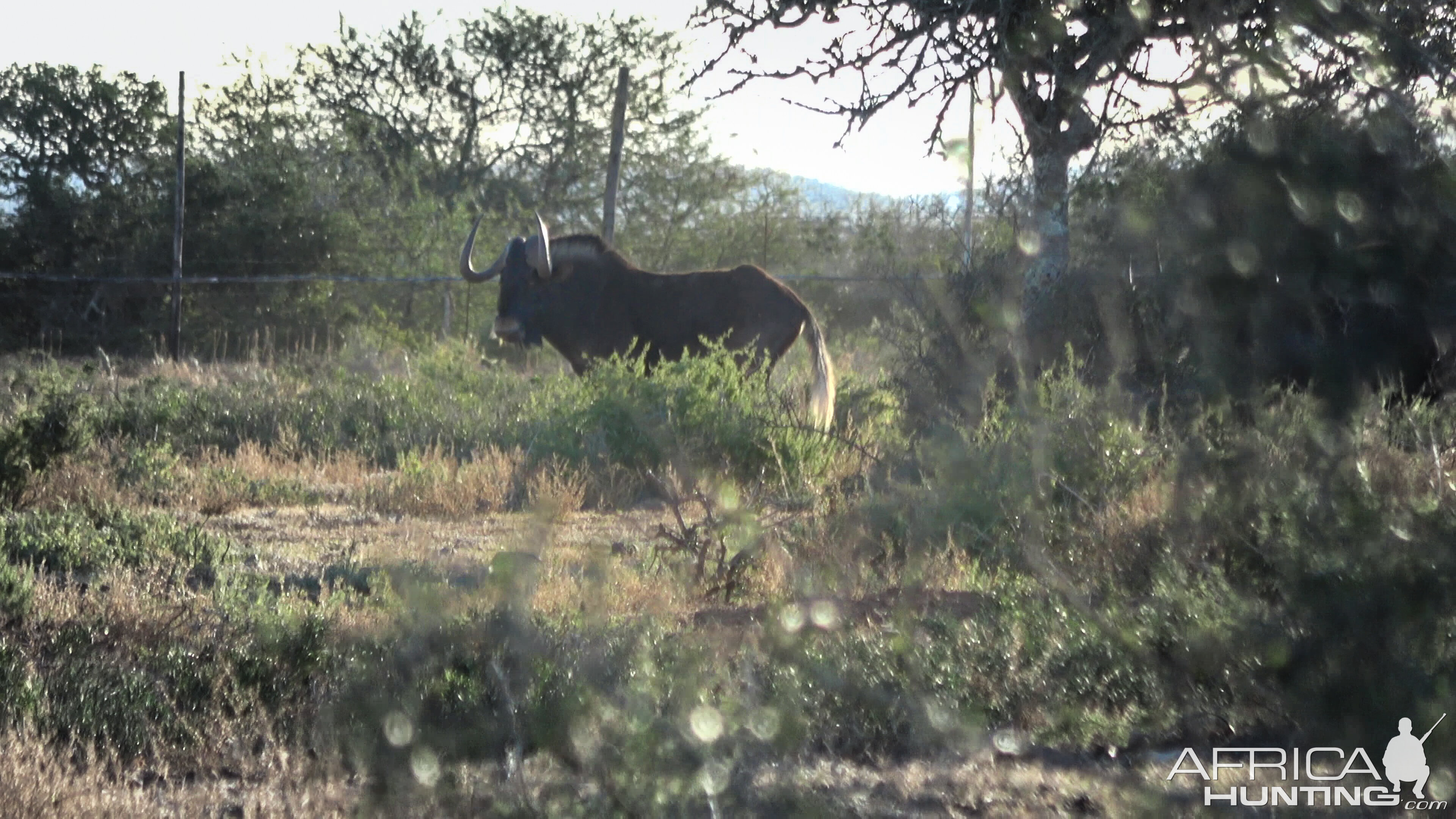 Black Wildebeest