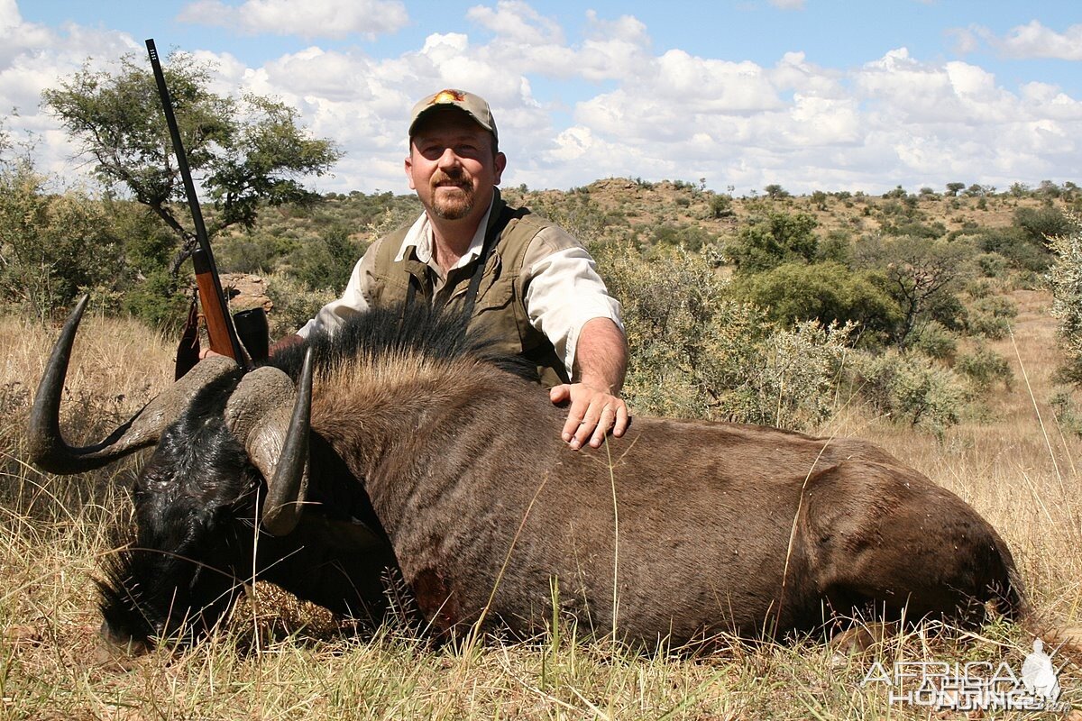 Black Wildebeest