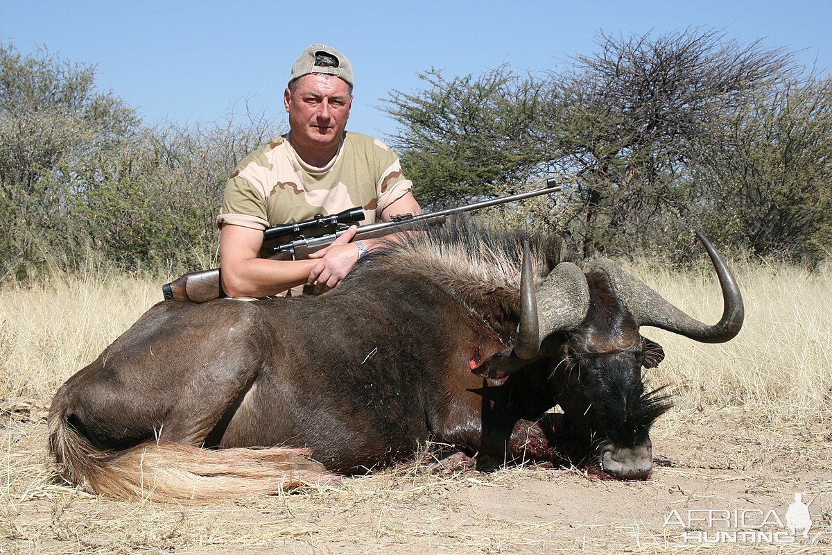 Black Wildebeest