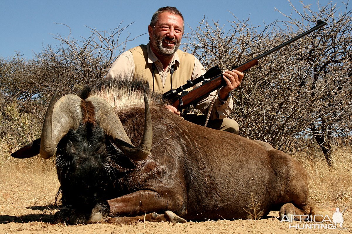 Black Wildebeest