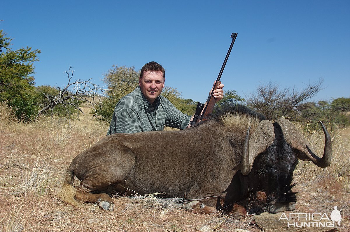 Black Wildebeest