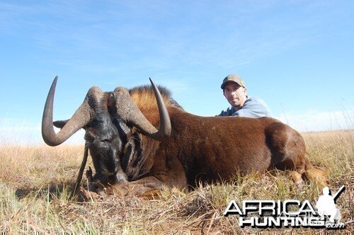 Black wildebeest