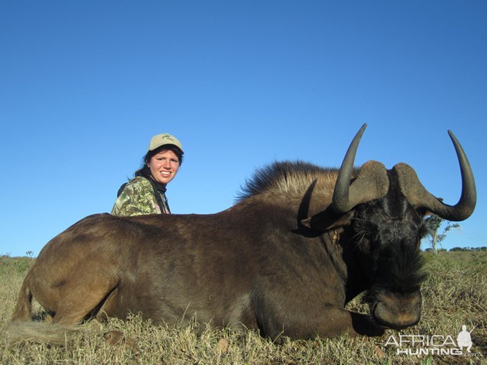 Black Wildebeest