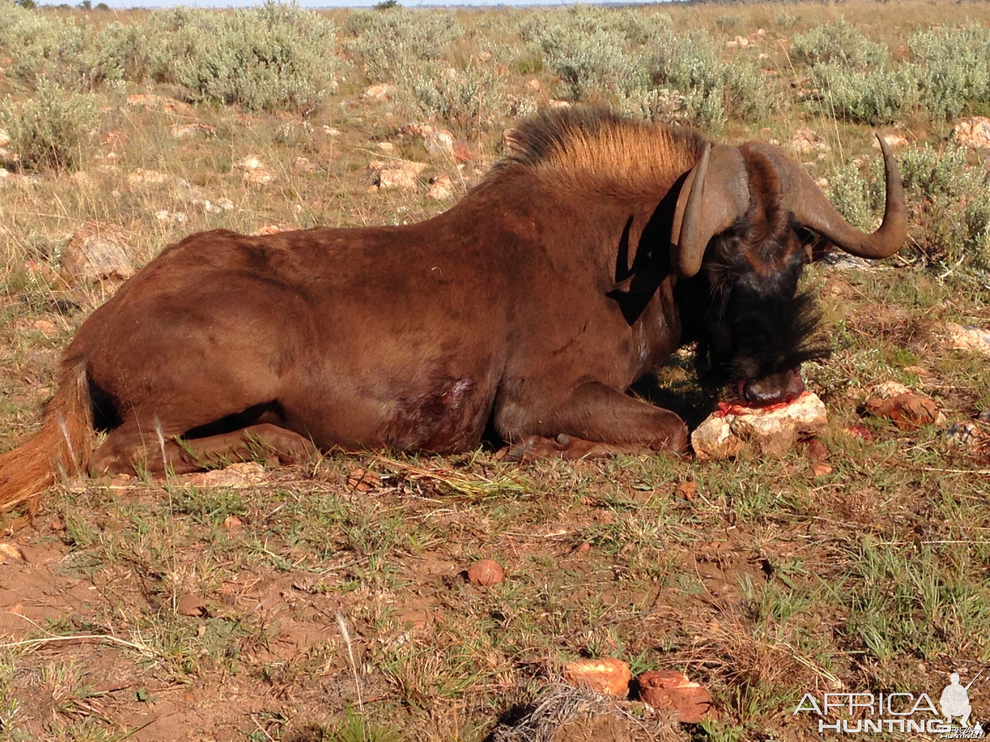 Black Wildebeest