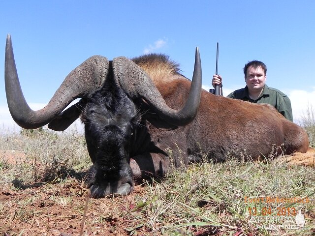 Black Wildebeest