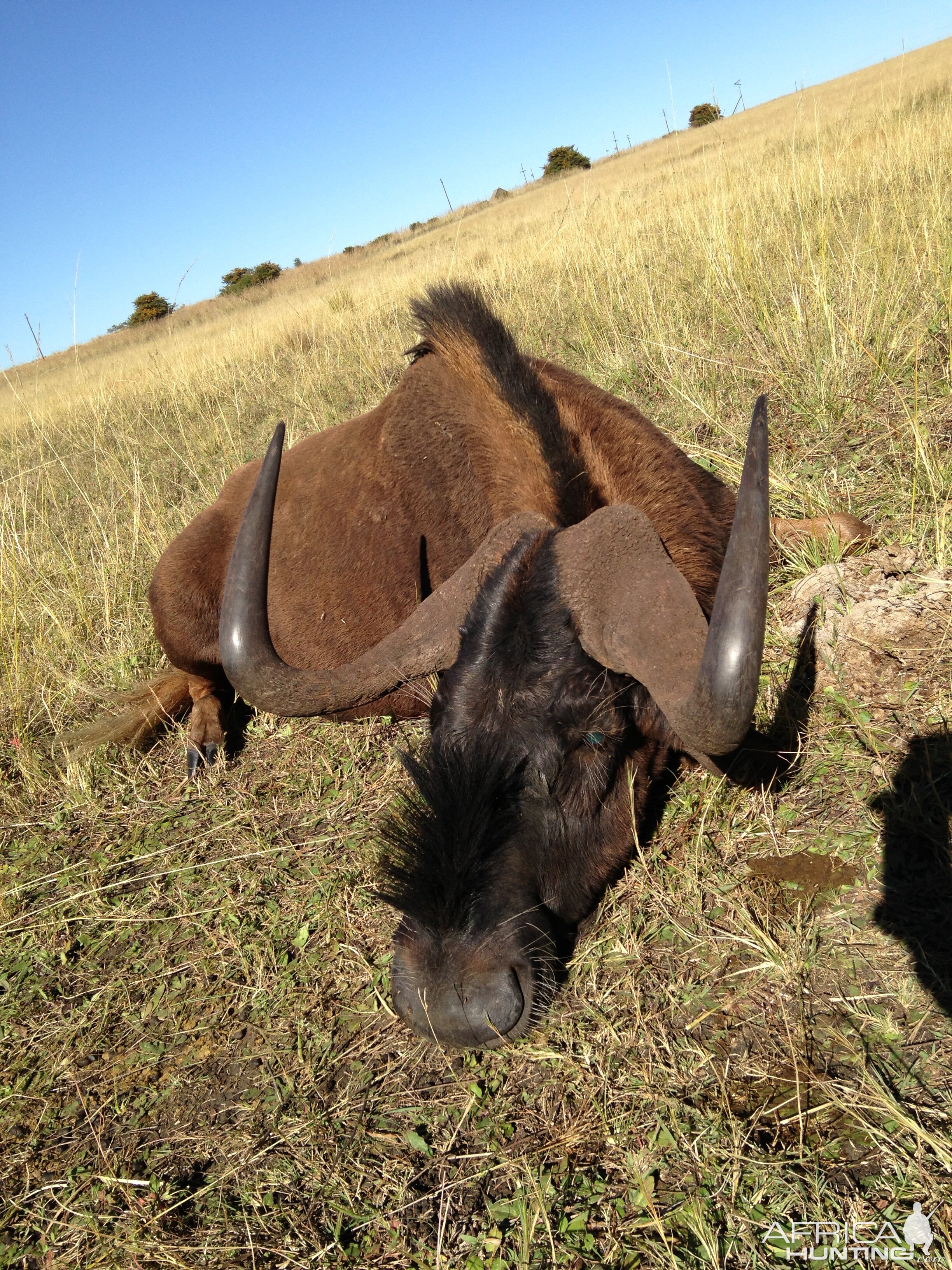 Black Wildebeest