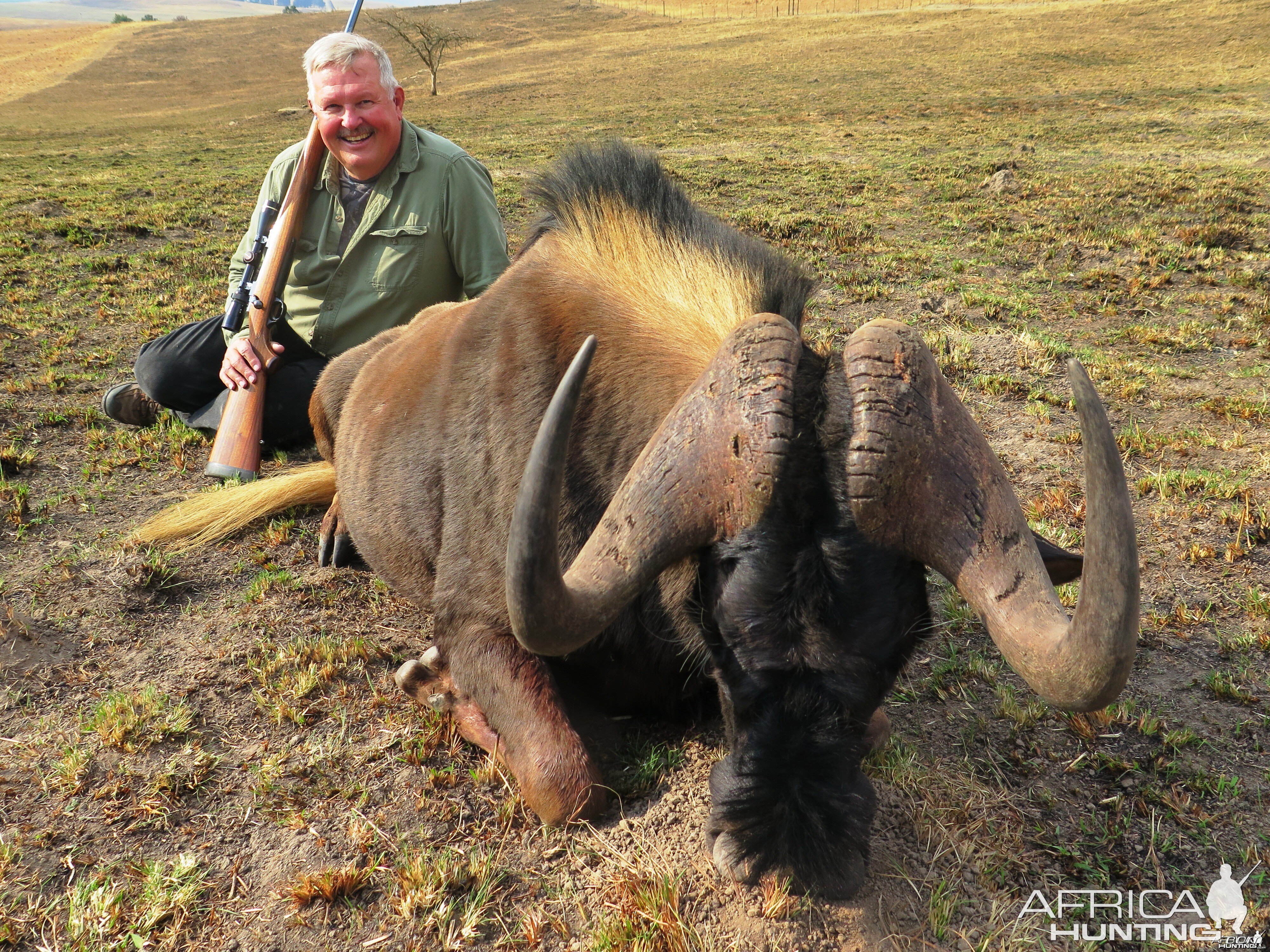 Black Wildebeest