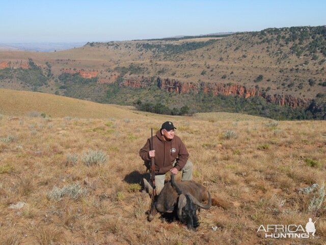 Black Wildebeest