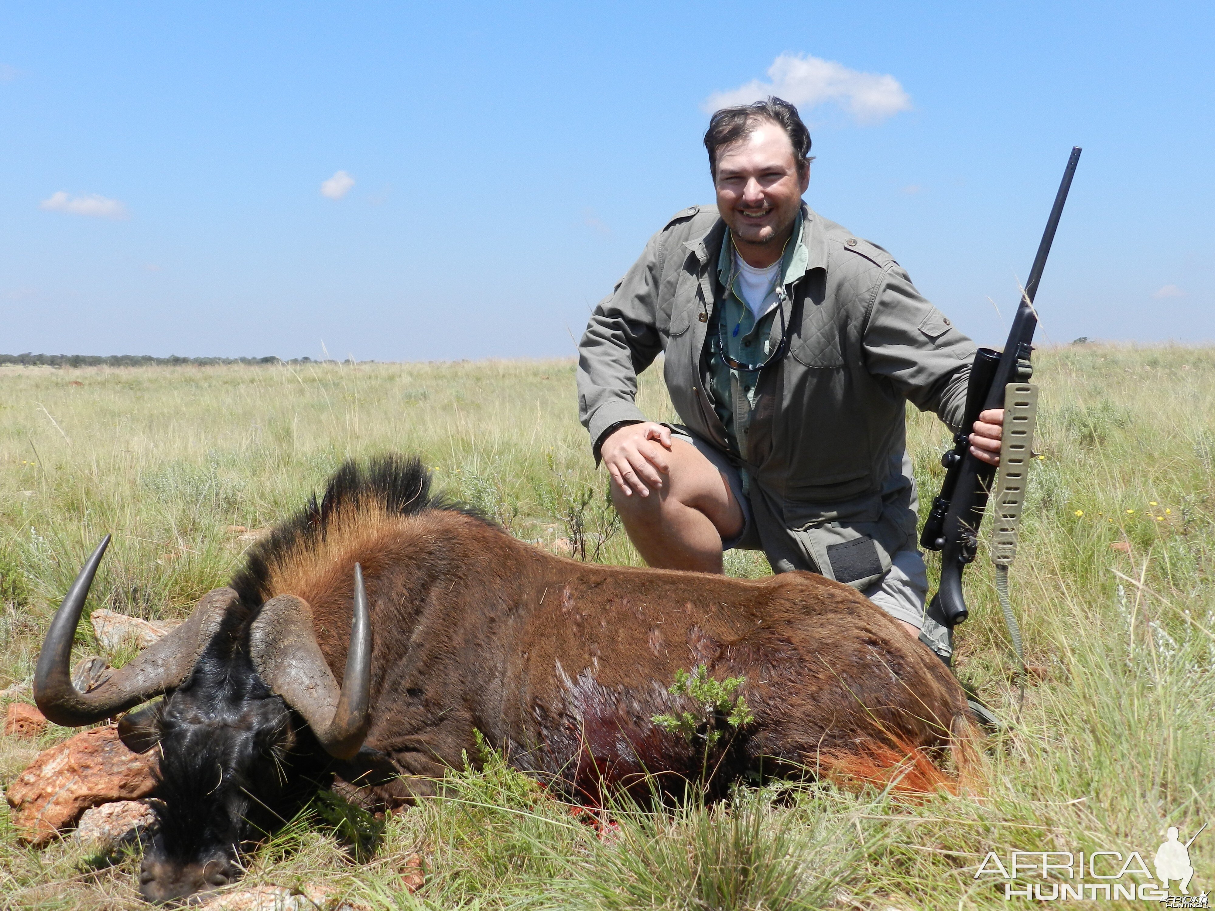 Black Wildebeest