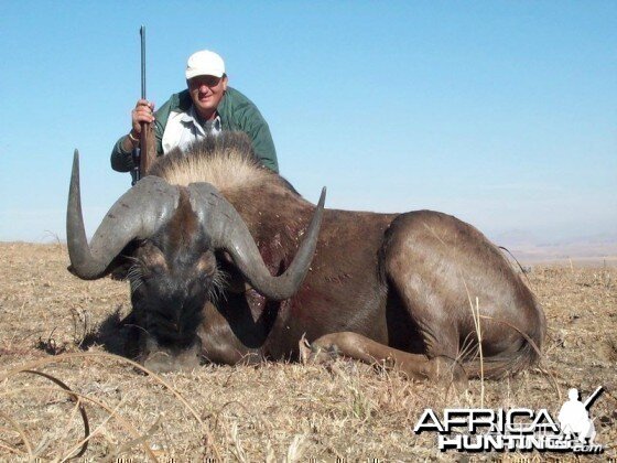 Black Wildebeest