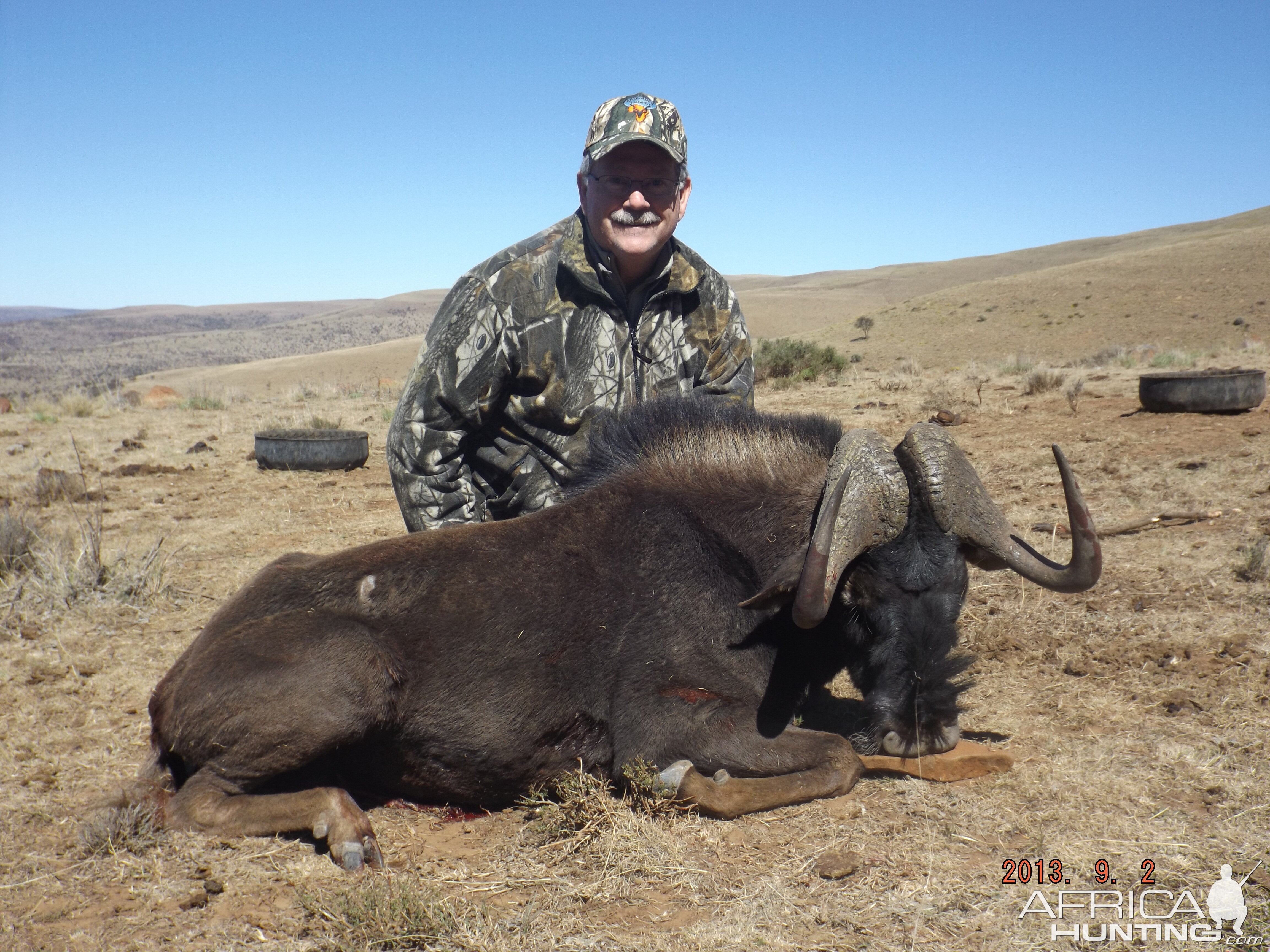 Black Wildebeest