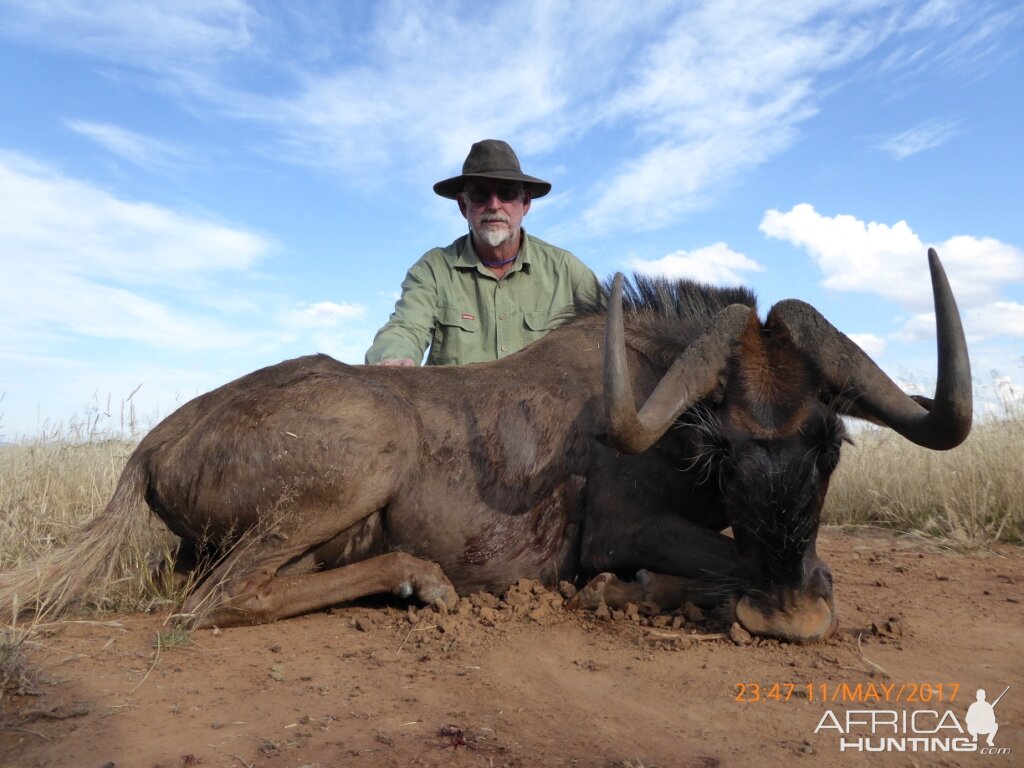 Black Wildebeest