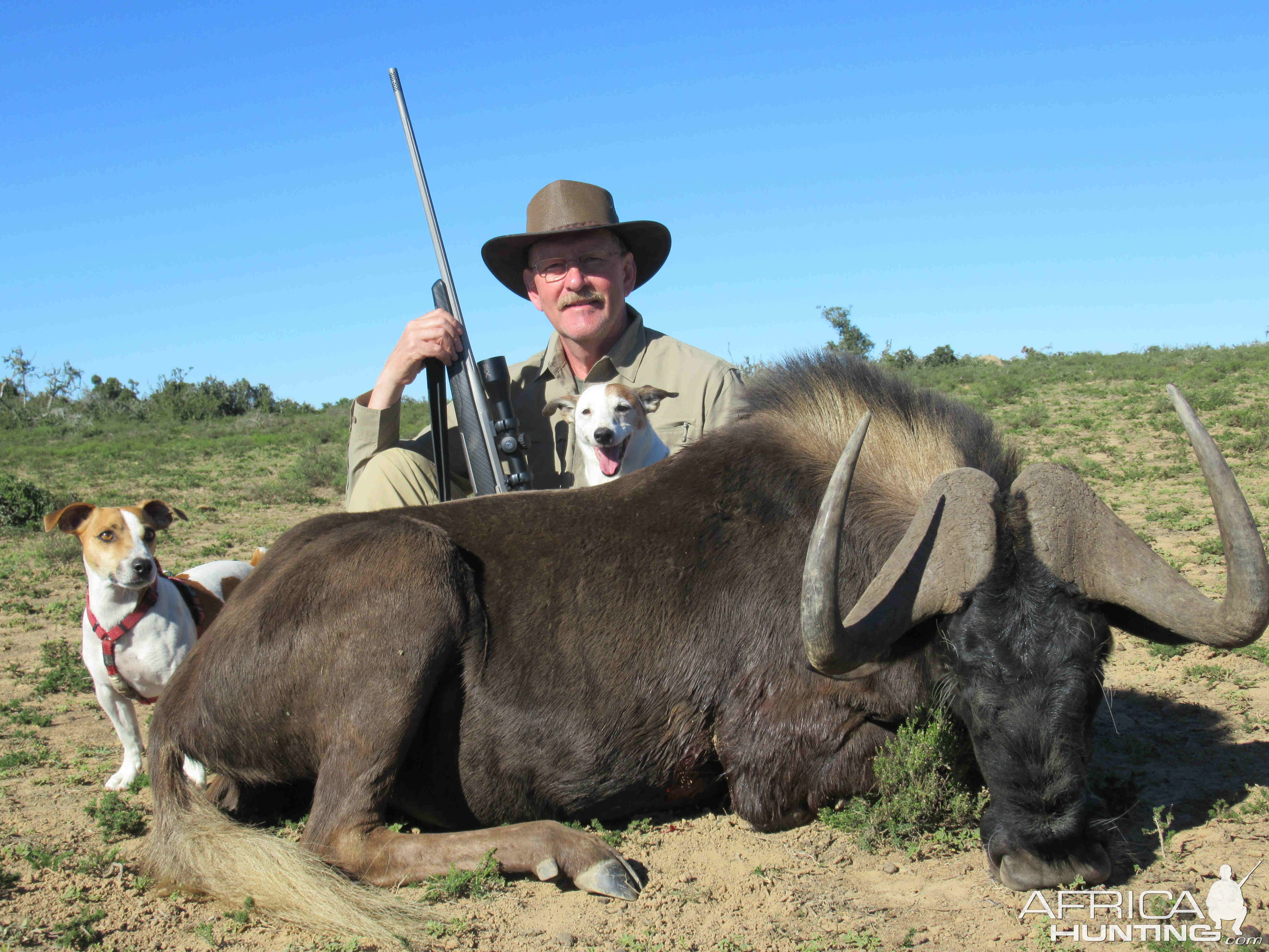 Black Wildebeest