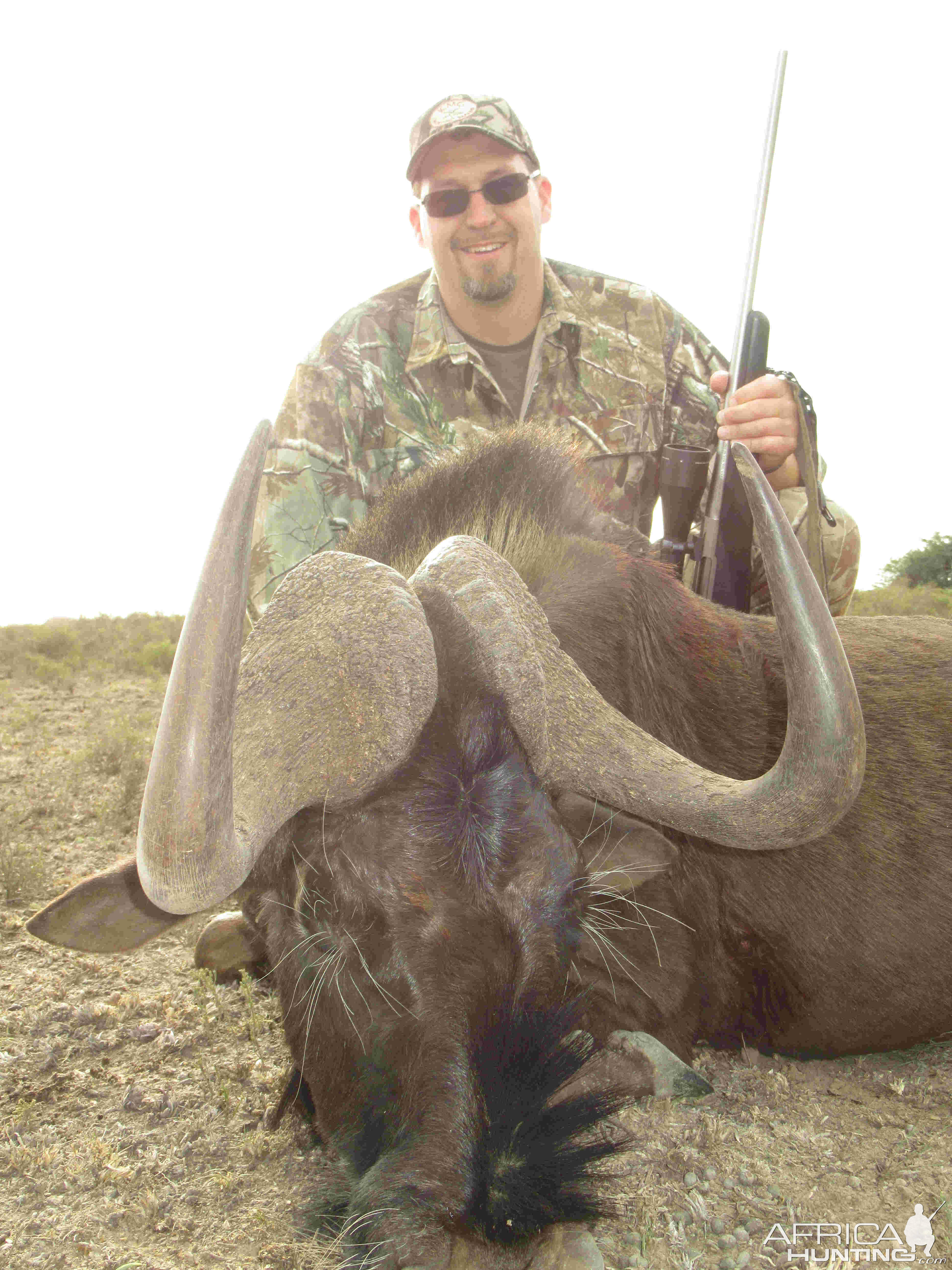 Black Wildebeest