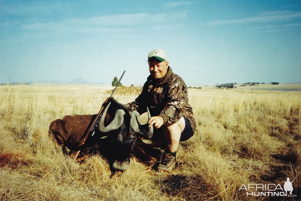 Black wildebeest