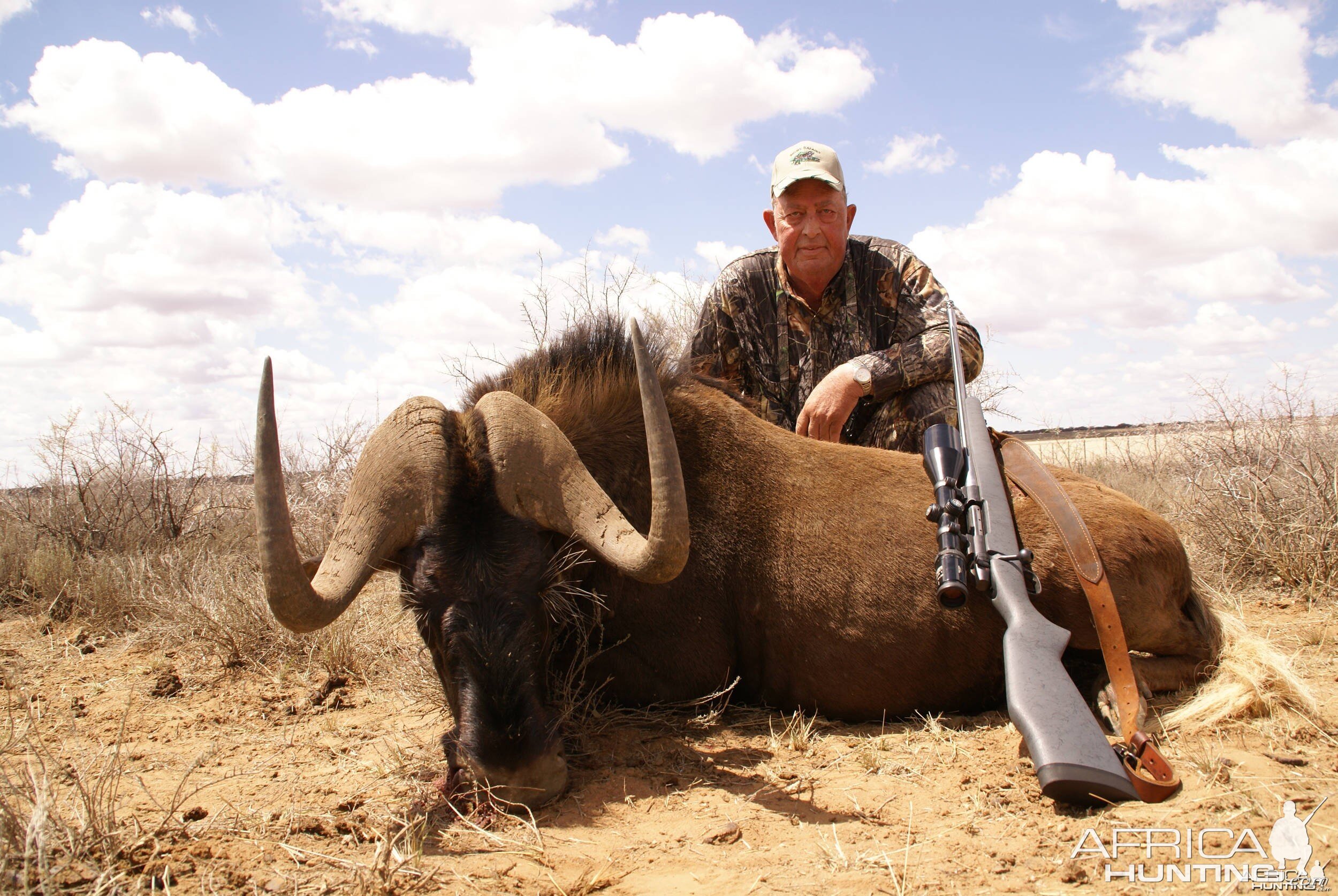 Black Wildebeeste - South Africa