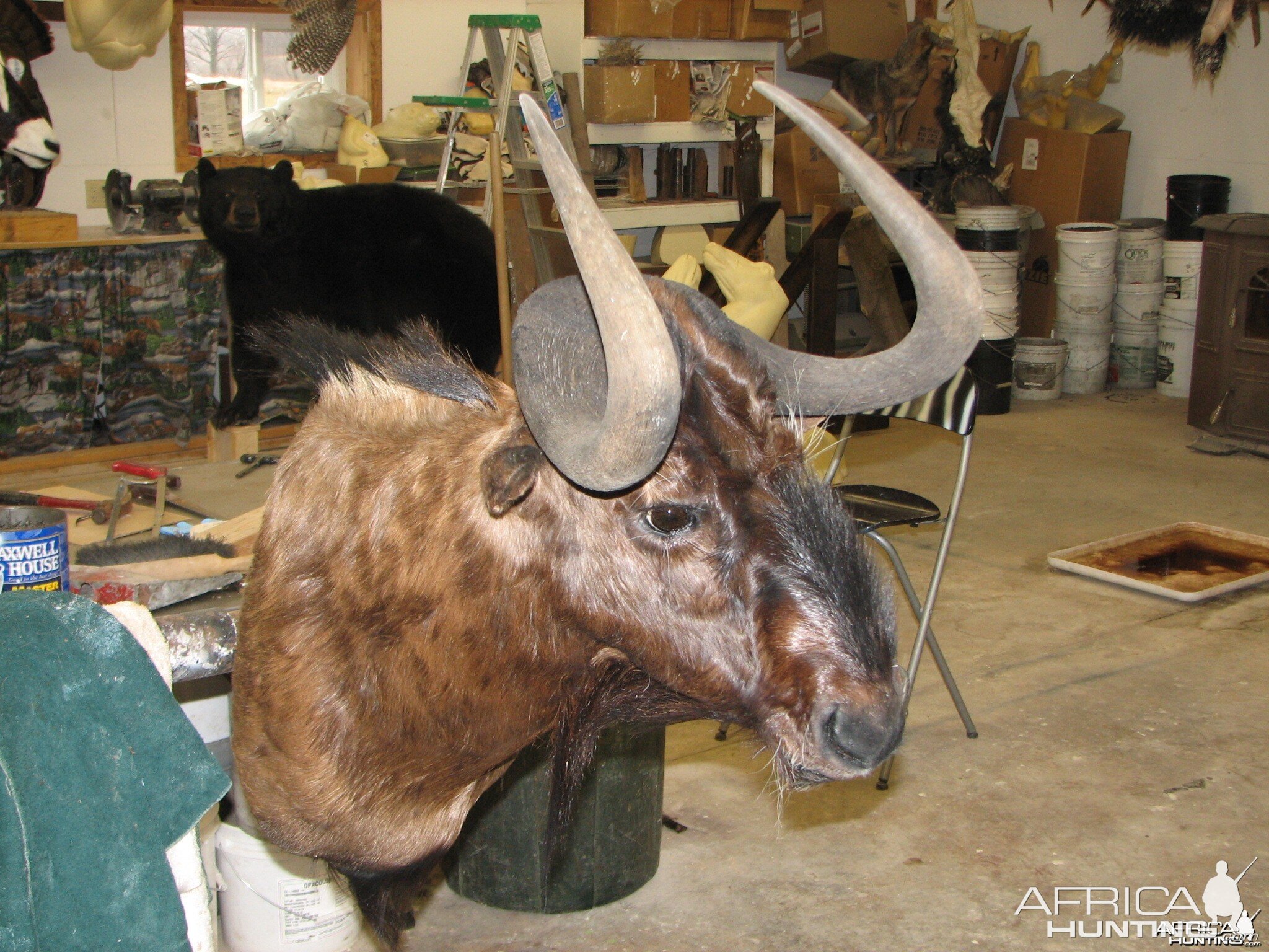 Black Wilderbeest Namibia